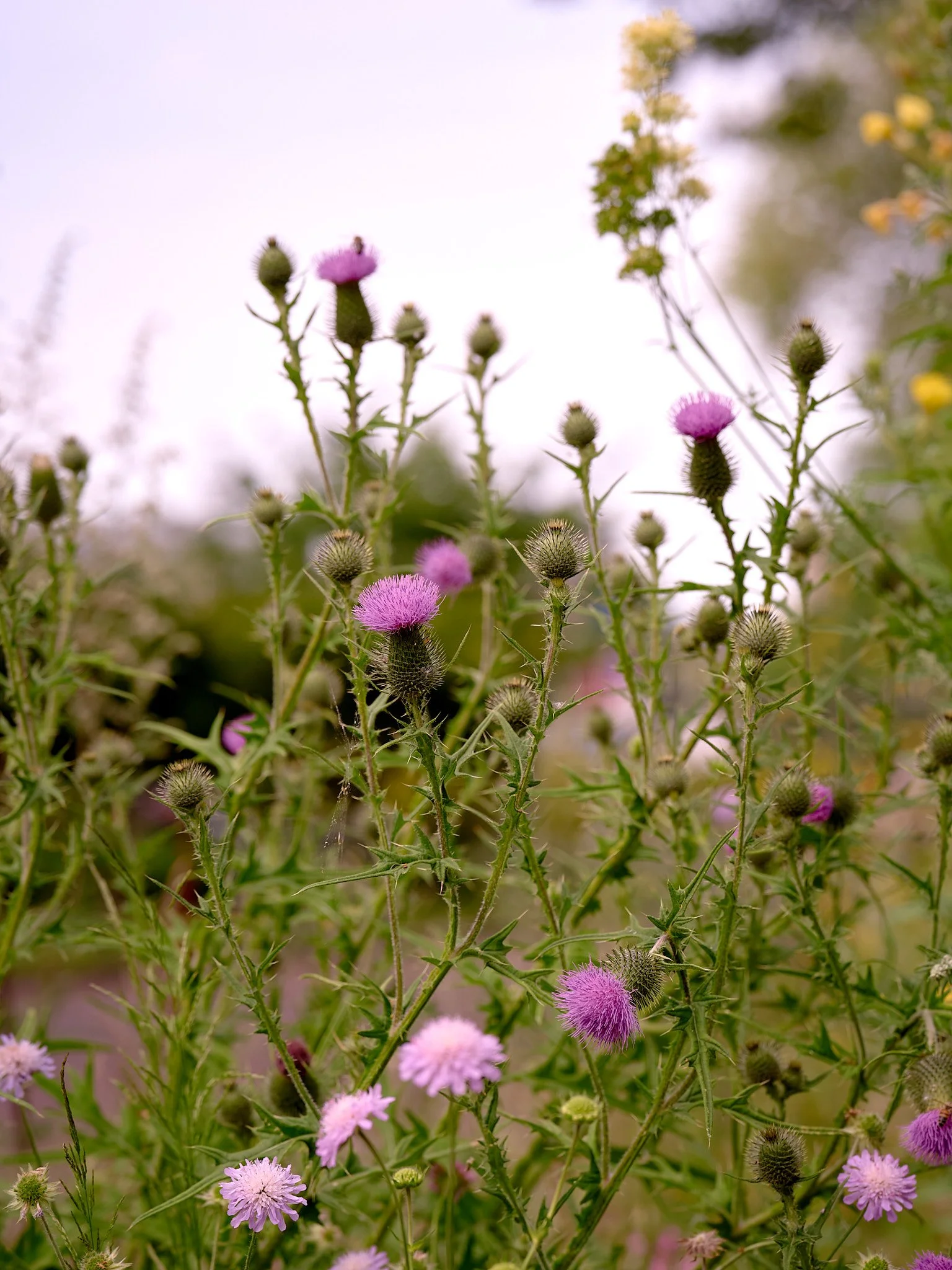 _DSC9696 - Photographed by Melchior Overdevest.jpg