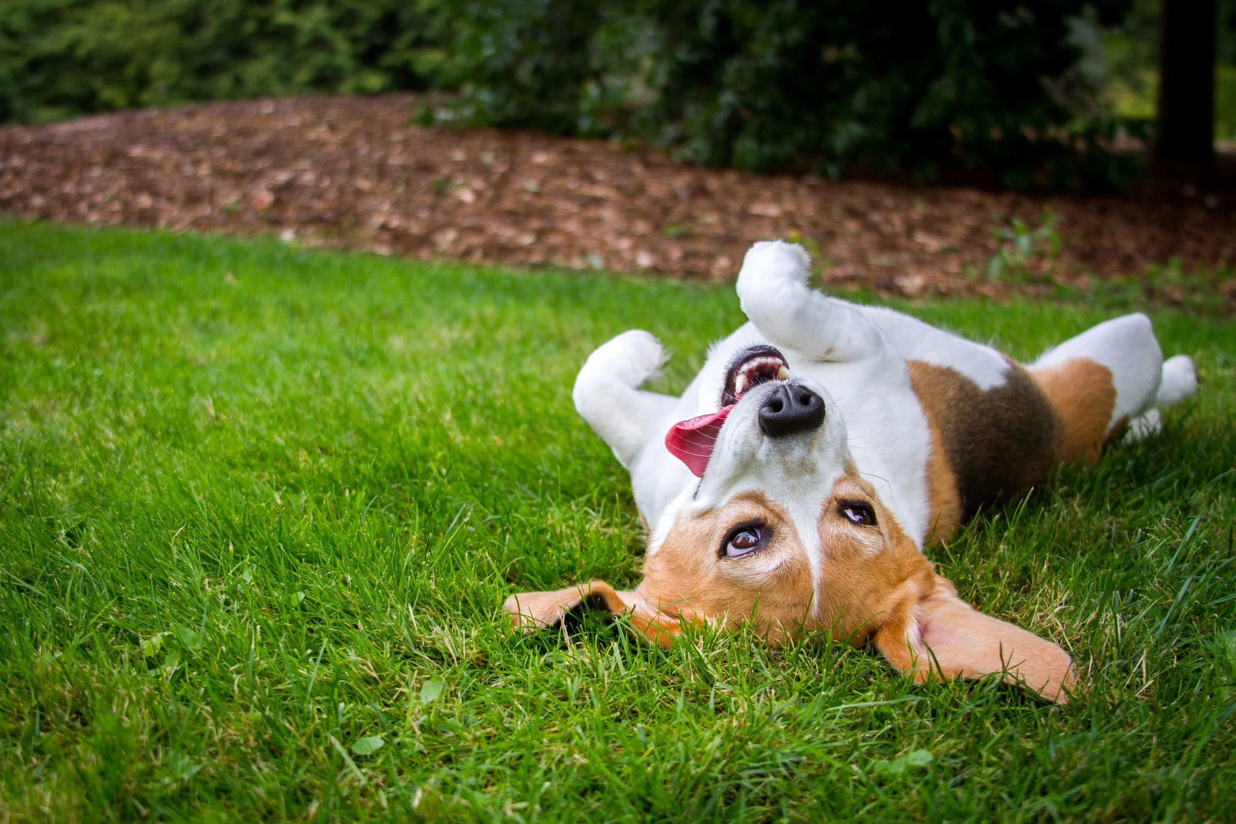 Why Oh Why Does Your Dog Roll in The Grass (and Stinky Stuff, Too