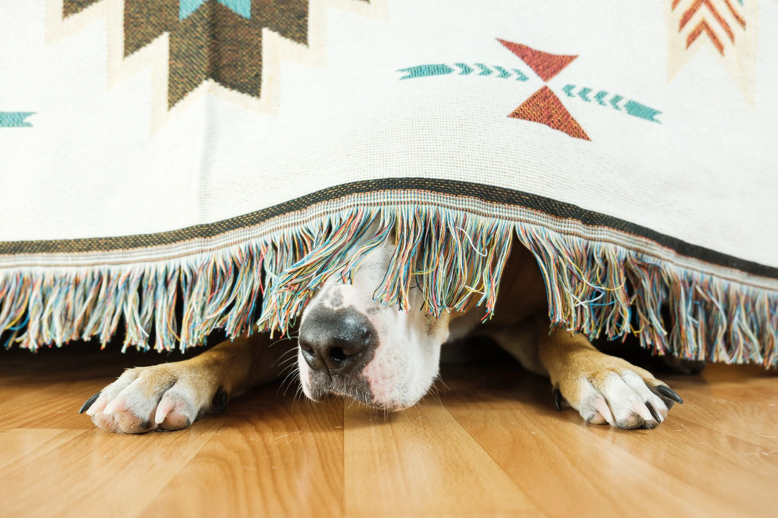 Why Dogs Hate Thunderstorms Understanding Their Fear and How to Help