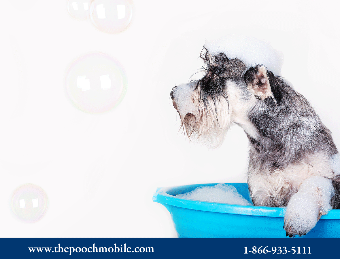 Franchise Opportunities — The Pooch Mobile