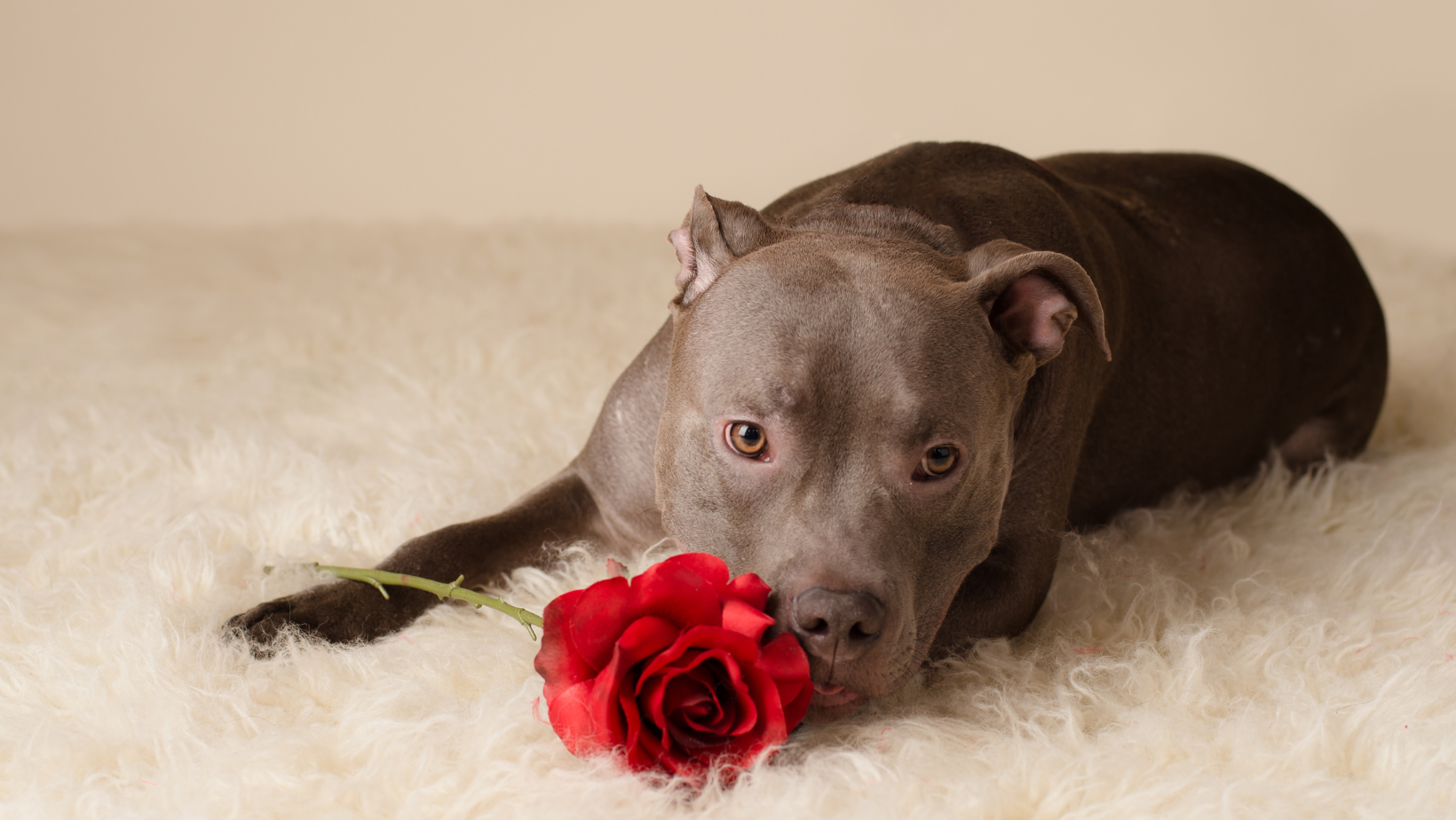 Beware the Blossoms 5 Flowers That Are Toxic to Dogs (And 5 That Are