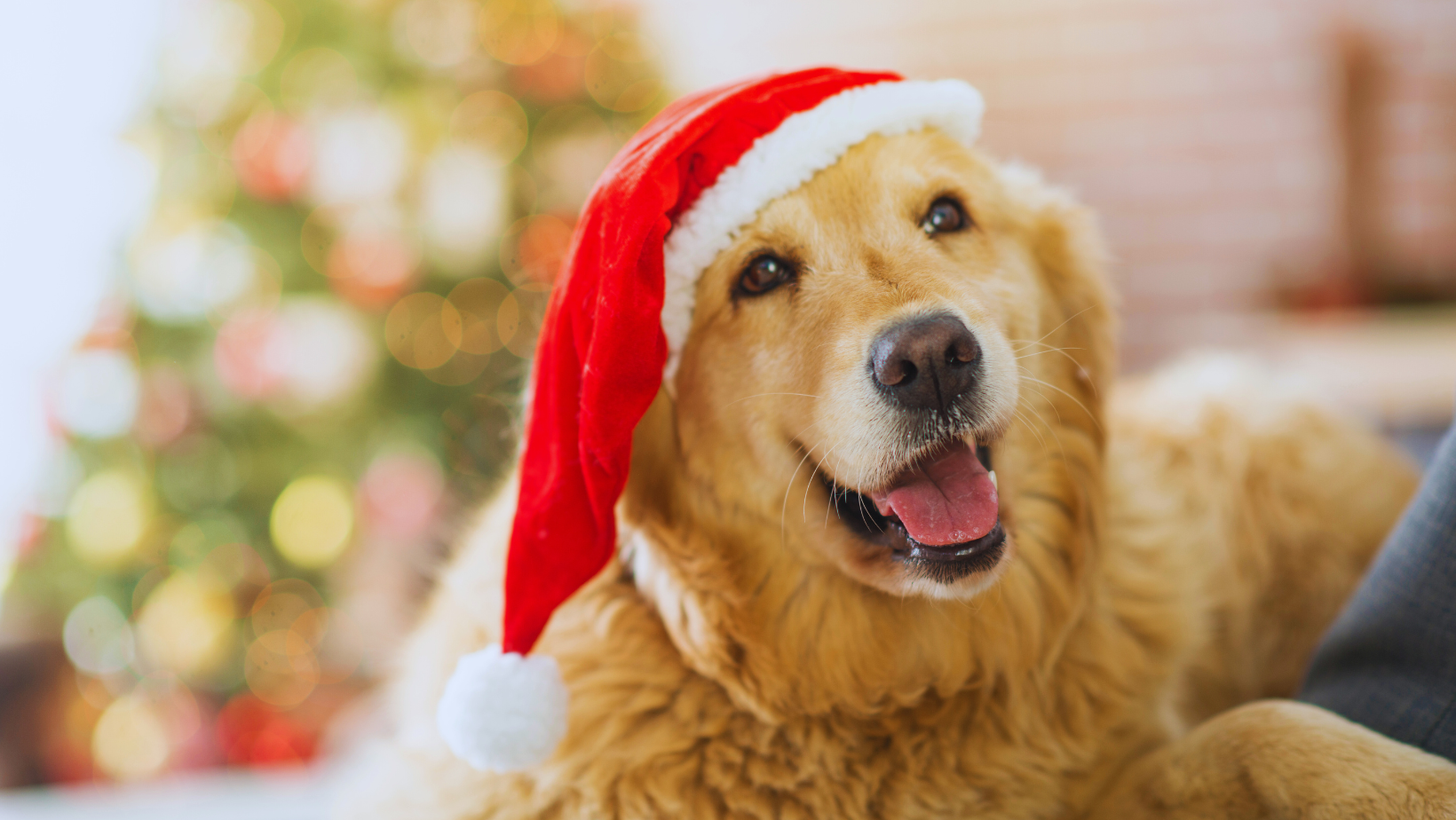10 Ways To Dog Proof Your Home For The Holidays The Pooch Mobile 4-easy-ways-to-dog-proof-your-furniture-uplarn