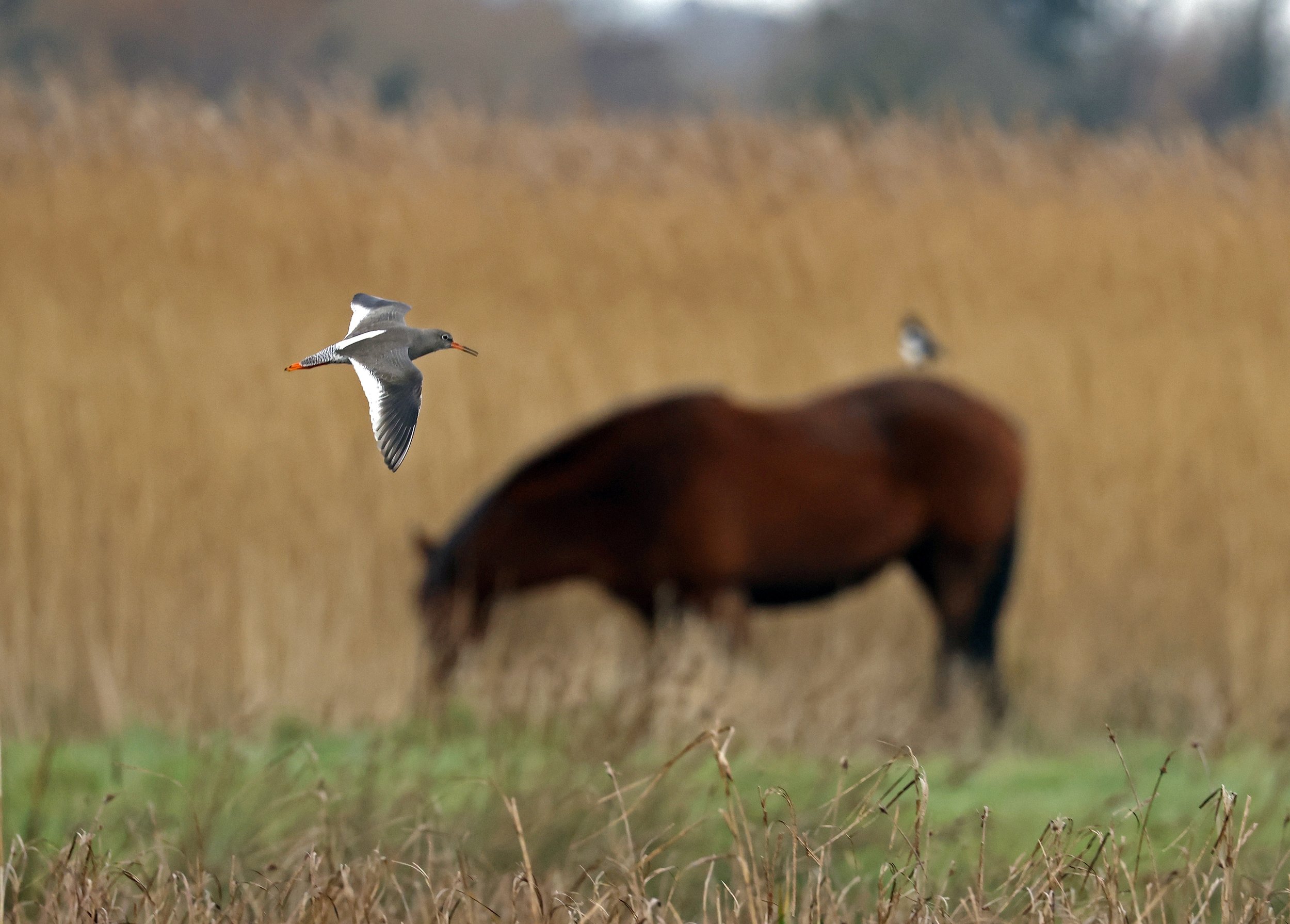 Redshank and pony .jpg