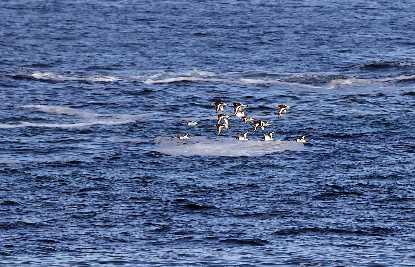 Oystercatchers In Flight Treyarnon.jpg