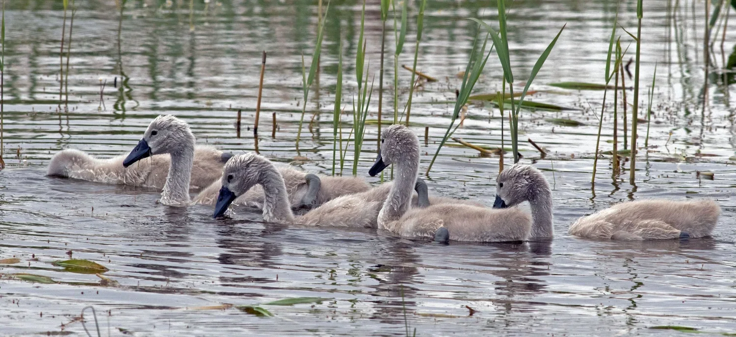 Goslings+Marquentere.jpg.webp