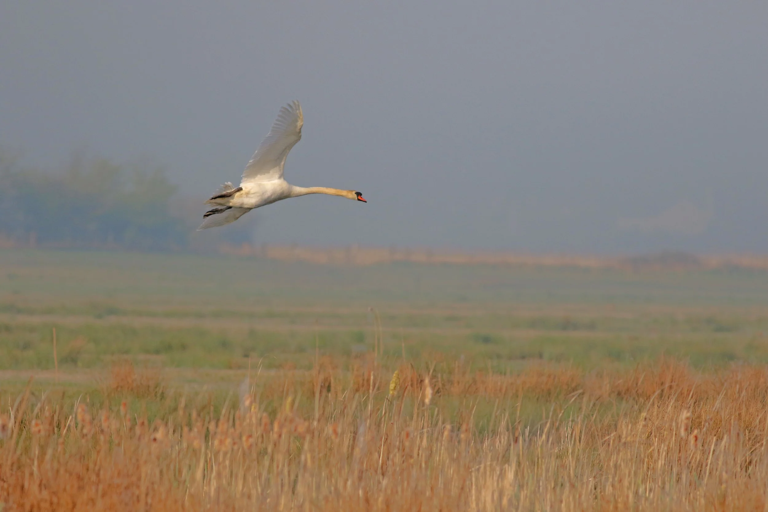 Swan in Flight Otmoor.jpg