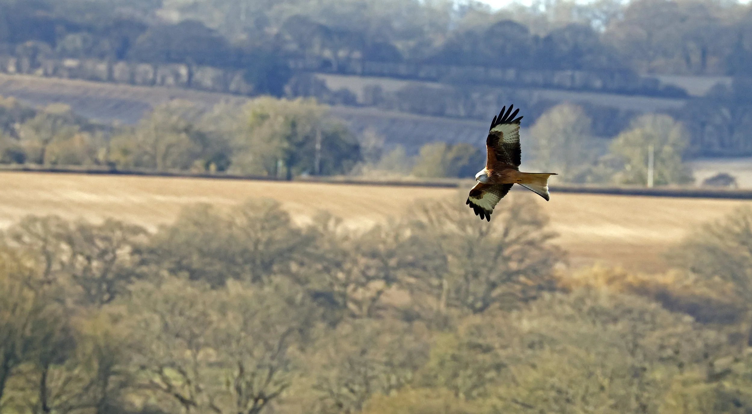 Red kite in flight.jpg
