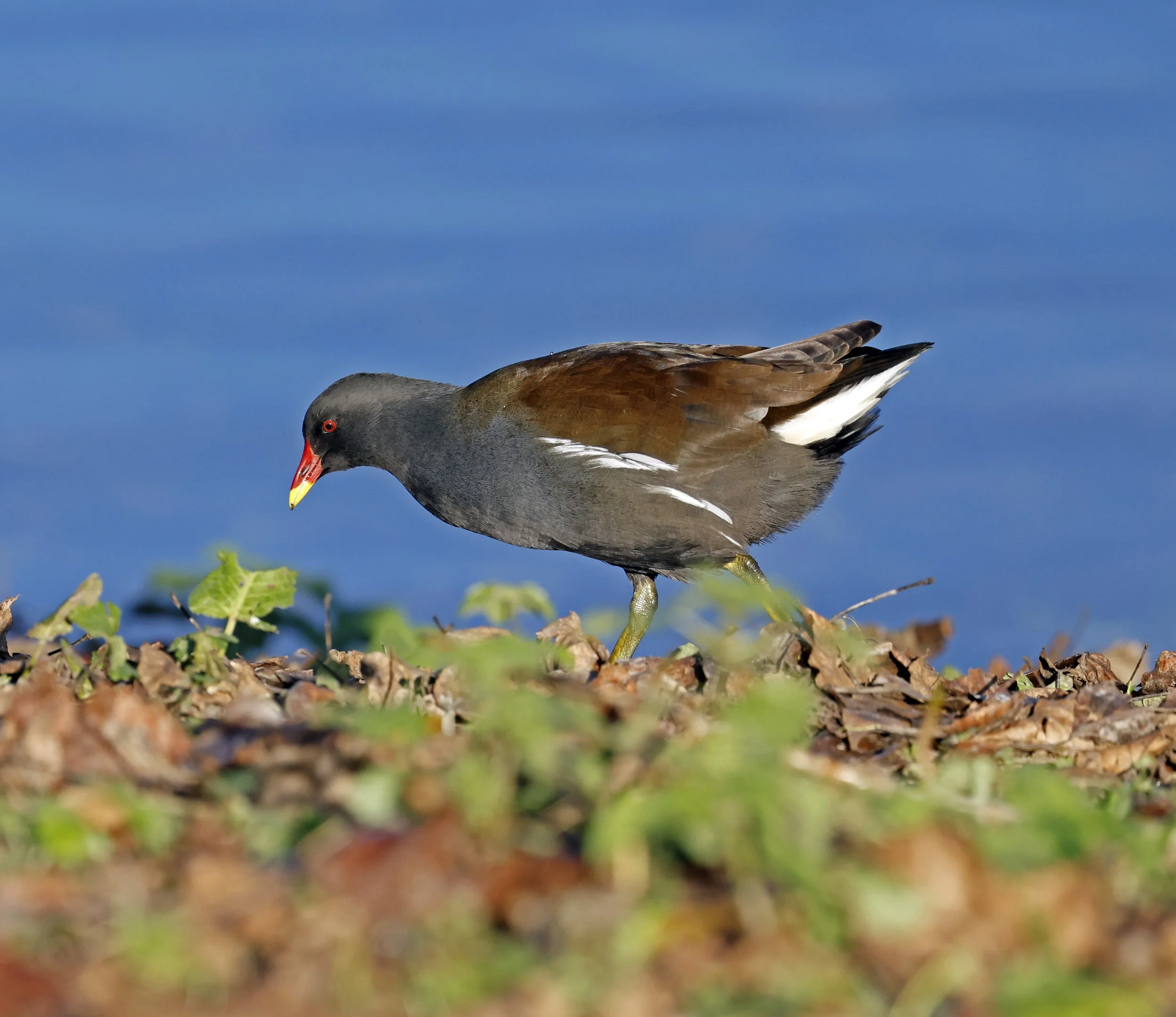 Moorhen R5 STM.jpg
