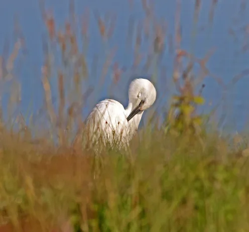 Egret+preening.jpg.webp