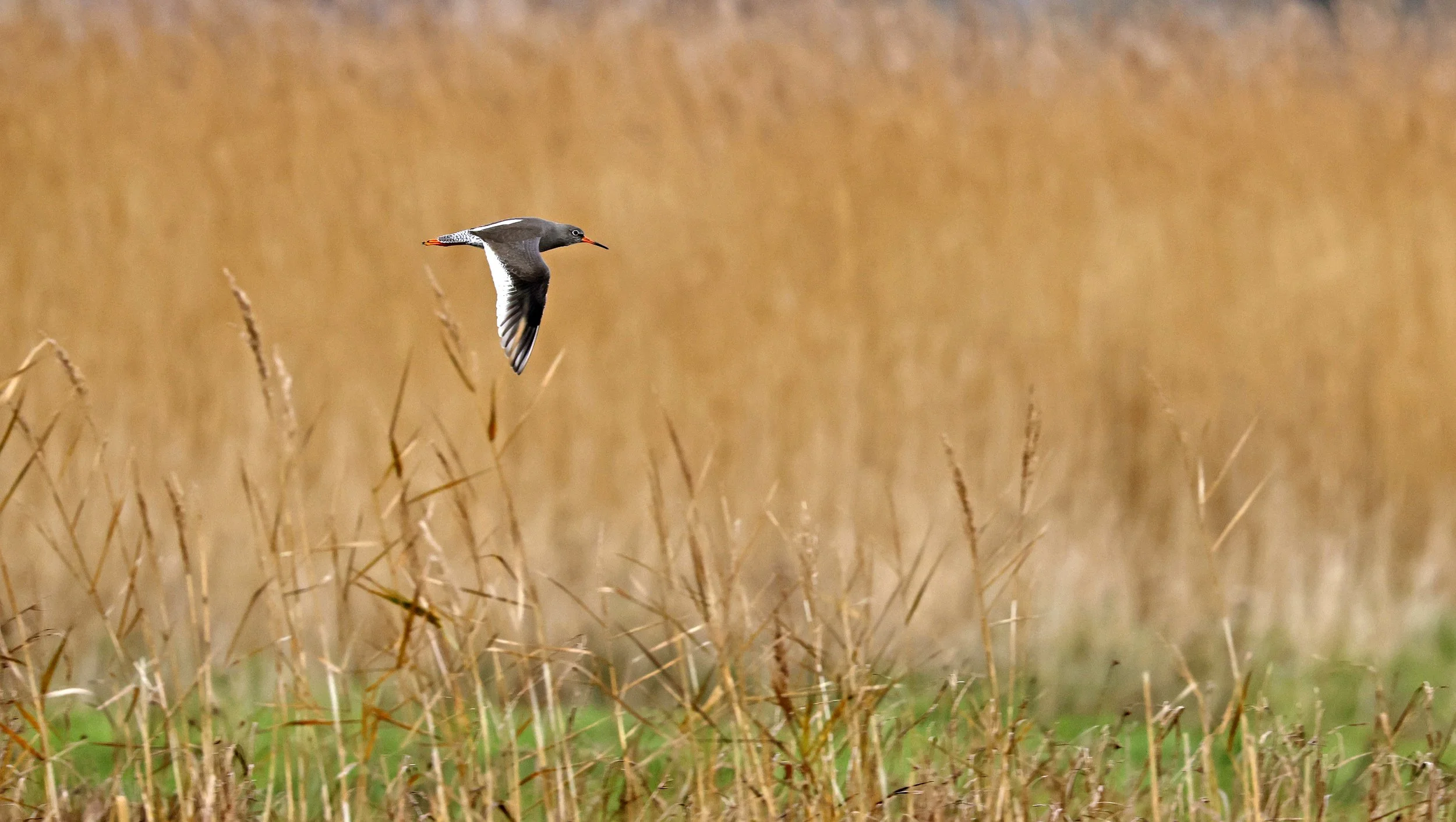 Redshank flying Standpit Marsh.jpg