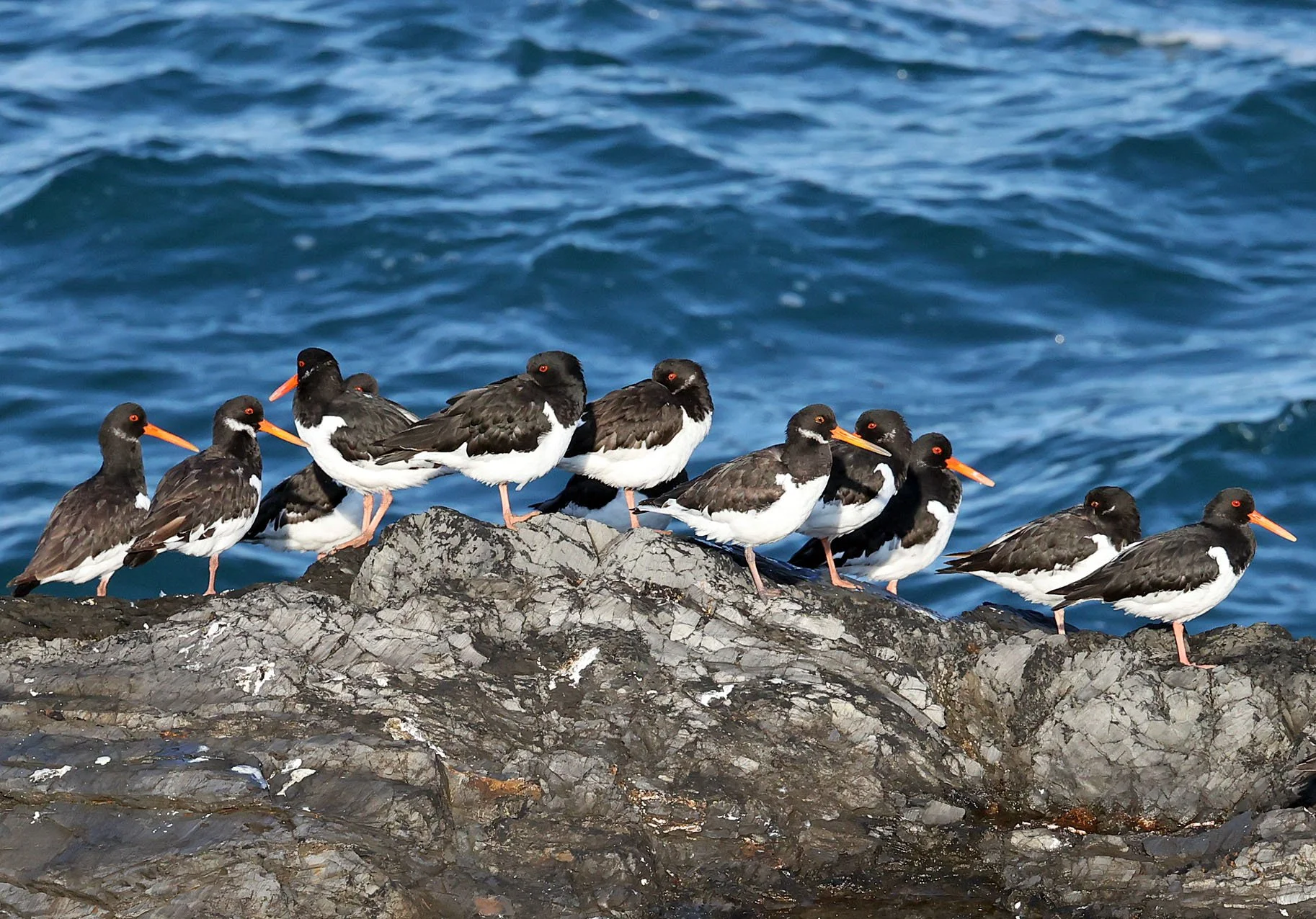 Oysterscatchers On Rocks.jpg