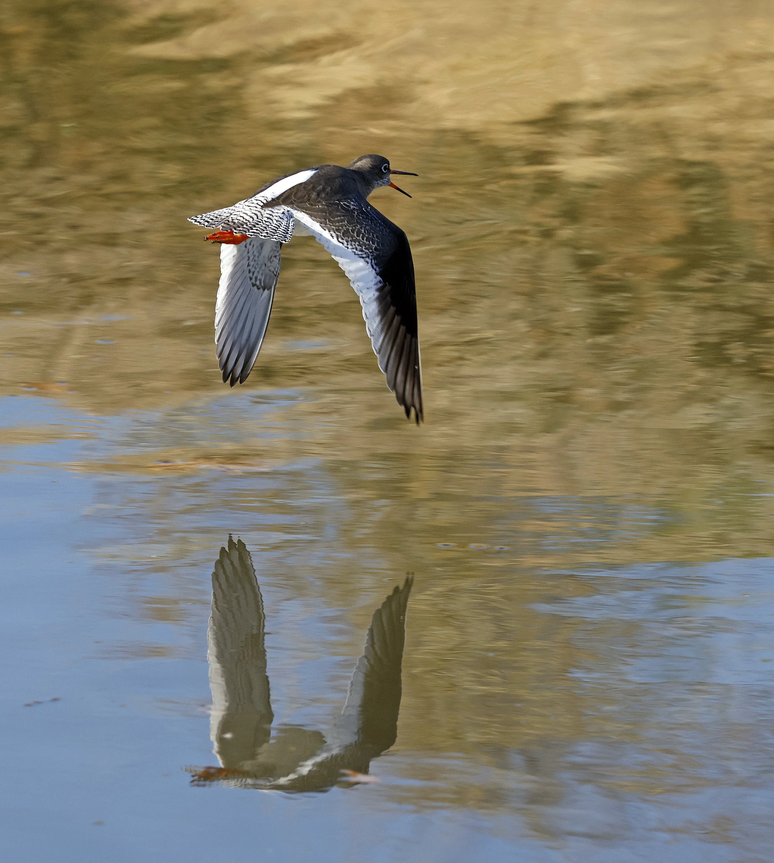Redshank in flight.jpg