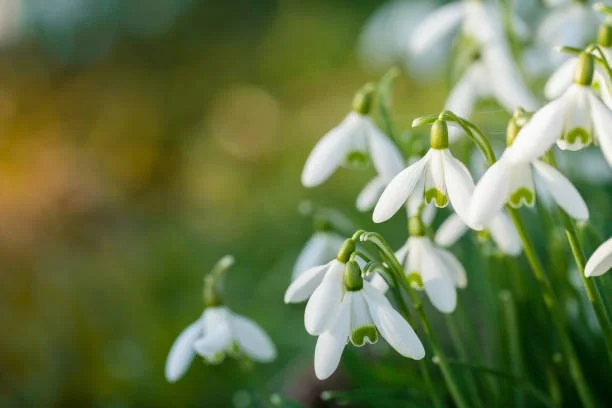 A picture of snowdrops