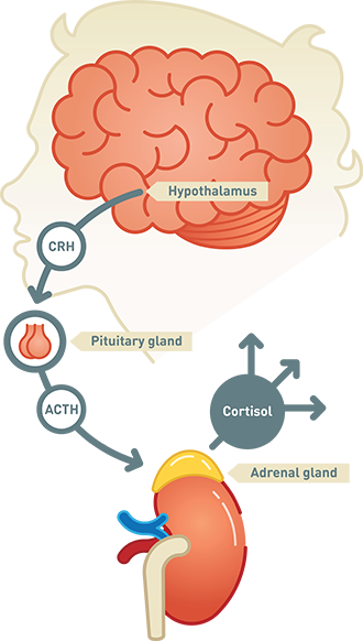 Adrenal Function Test.jpeg