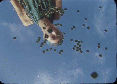 SEEDS III- Simorra  
Video Campaign