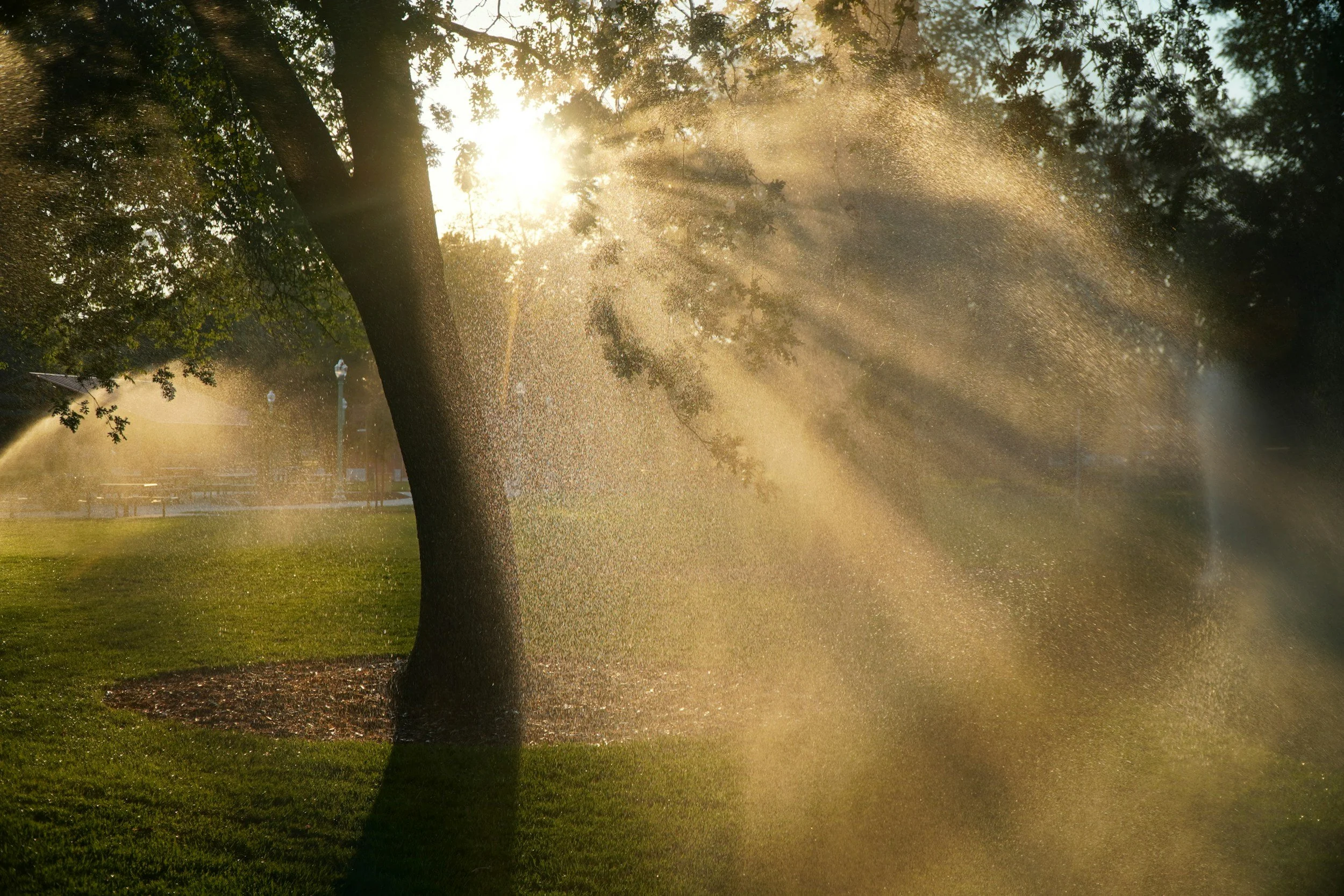 Irrigation sprinkler system watering a healthy green lawn at sunrise by Southern Grounds Landscaping serving Athens and Lake Oconee Georgia