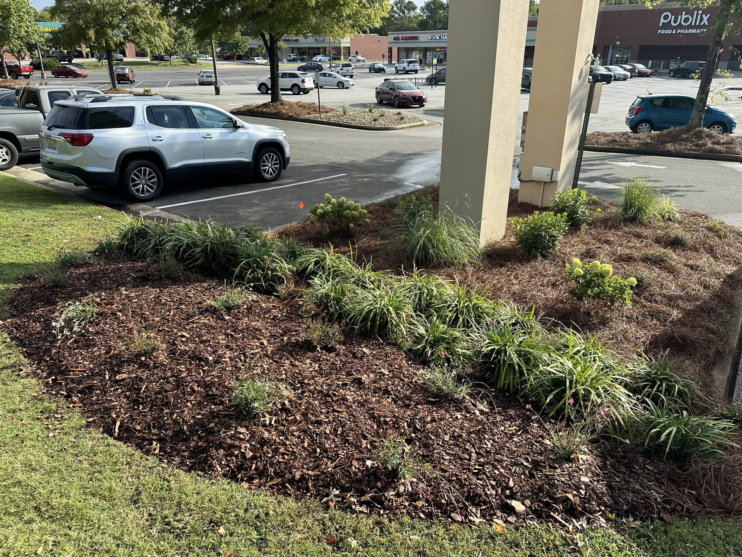 Commercial parking lot planting bed with ornamental grasses and ground cover near a retail storefront.