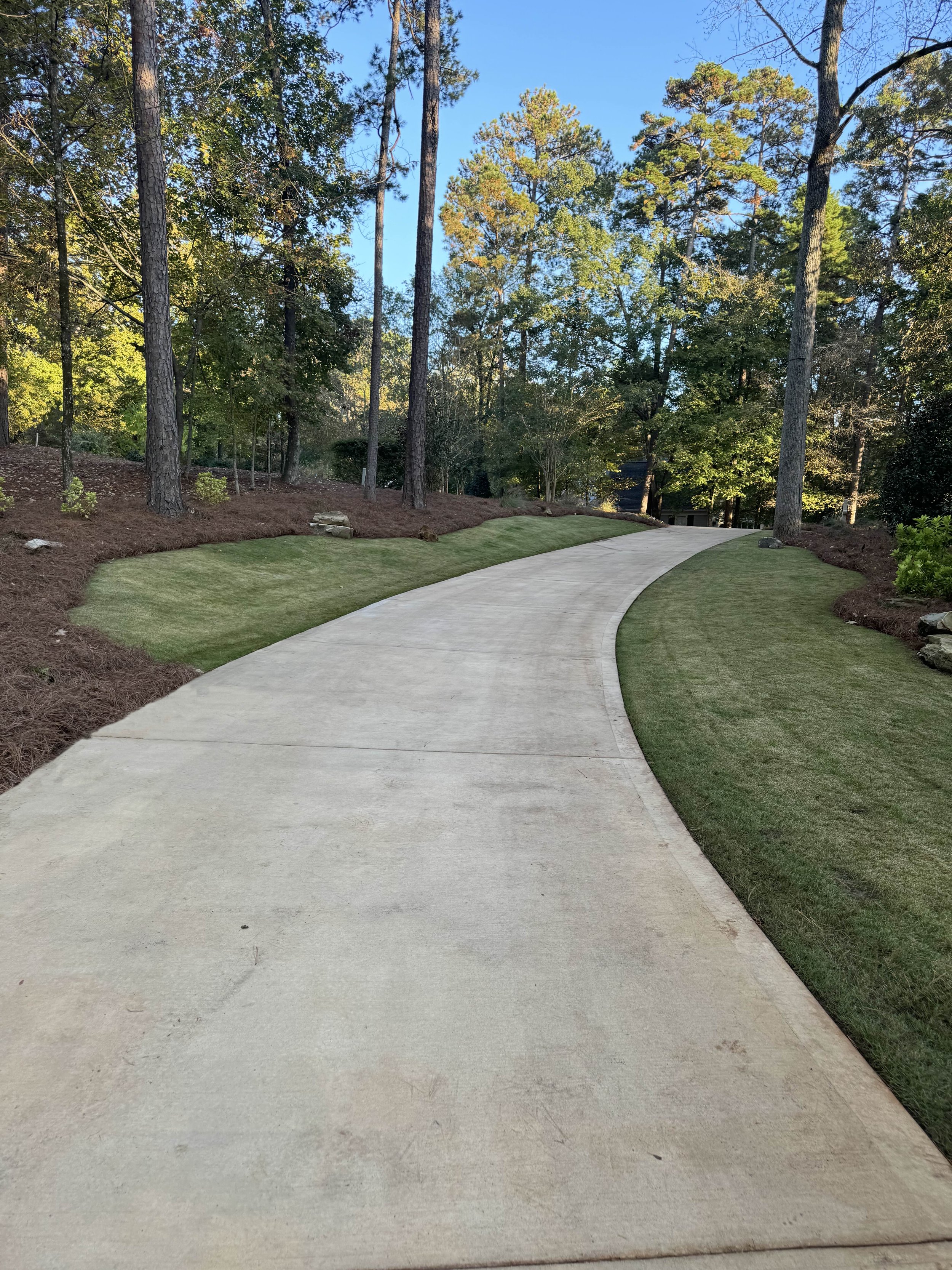 Curved concrete driveway with freshly cut lawn edging and mulched planting beds through wooded lot