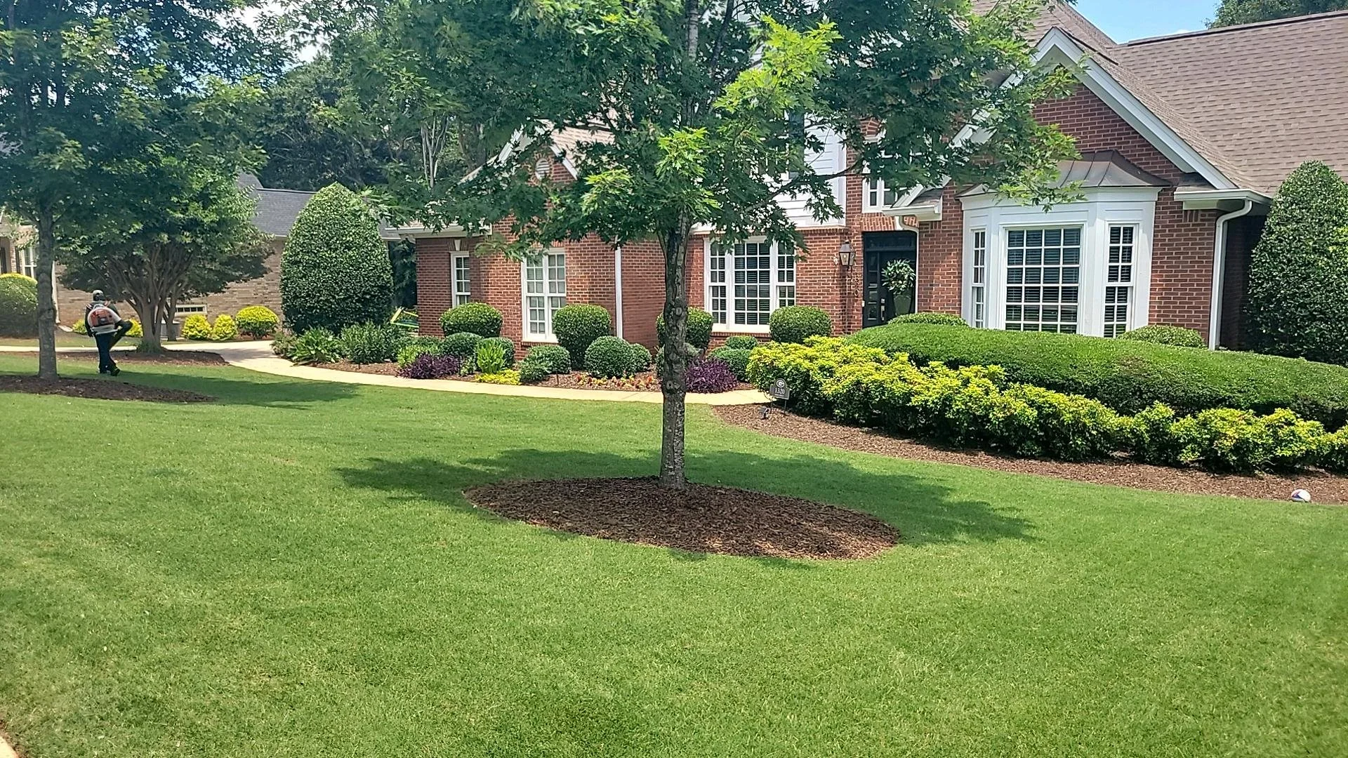 Mature shade tree with mulch ring in manicured front lawn of brick residential home
