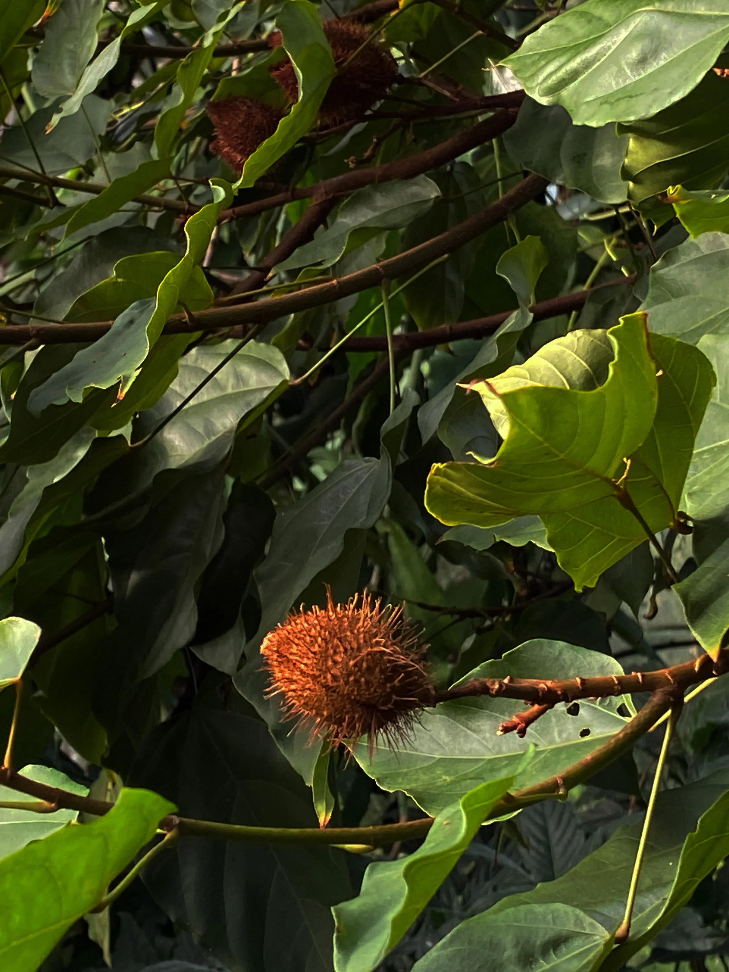 ©DésiréeCoral_2023_ BotanicalGardensUOD_2.jpg