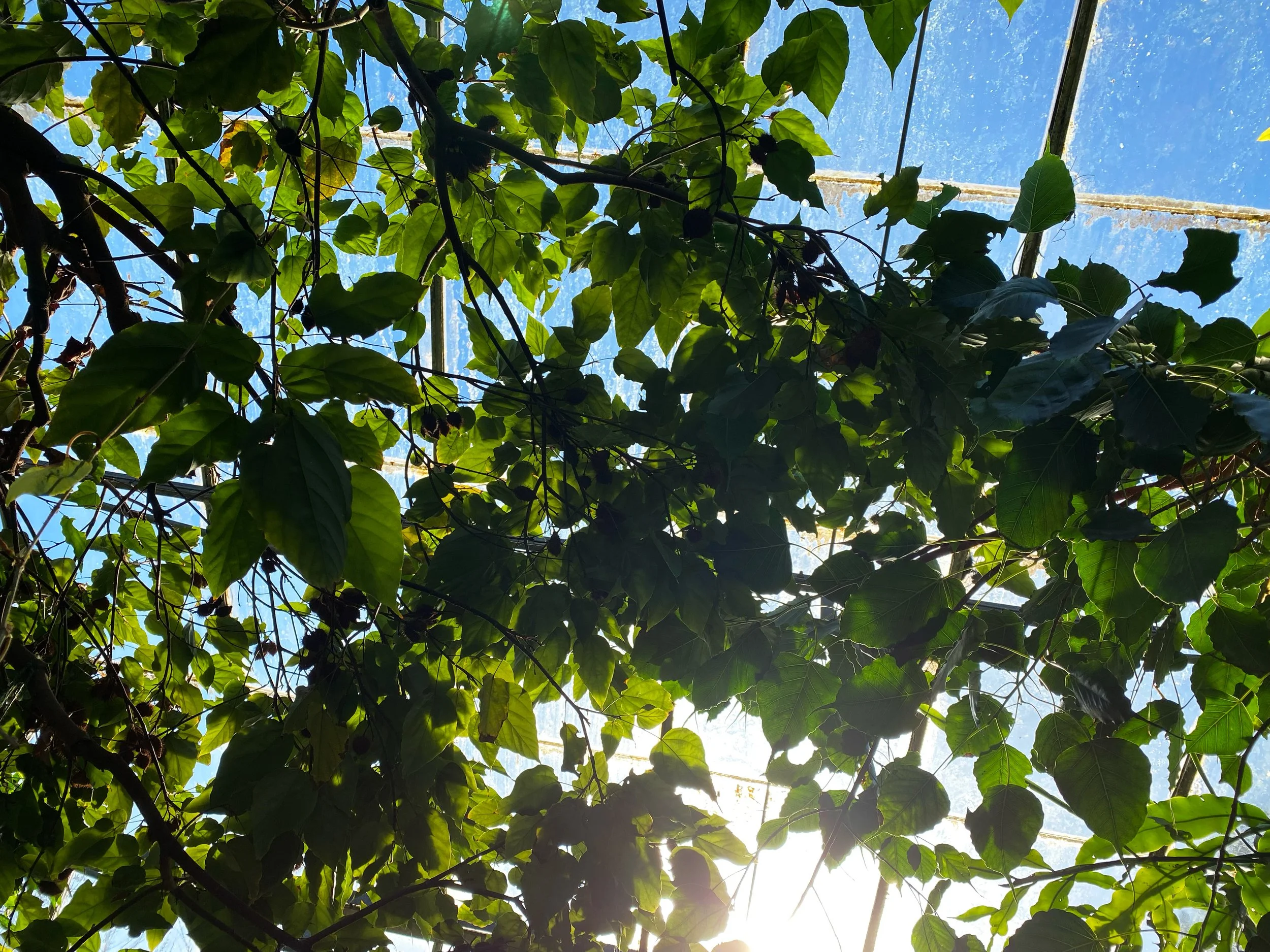 ©DésiréeCoral_2023_ BotanicalGardensUOD_1.jpg