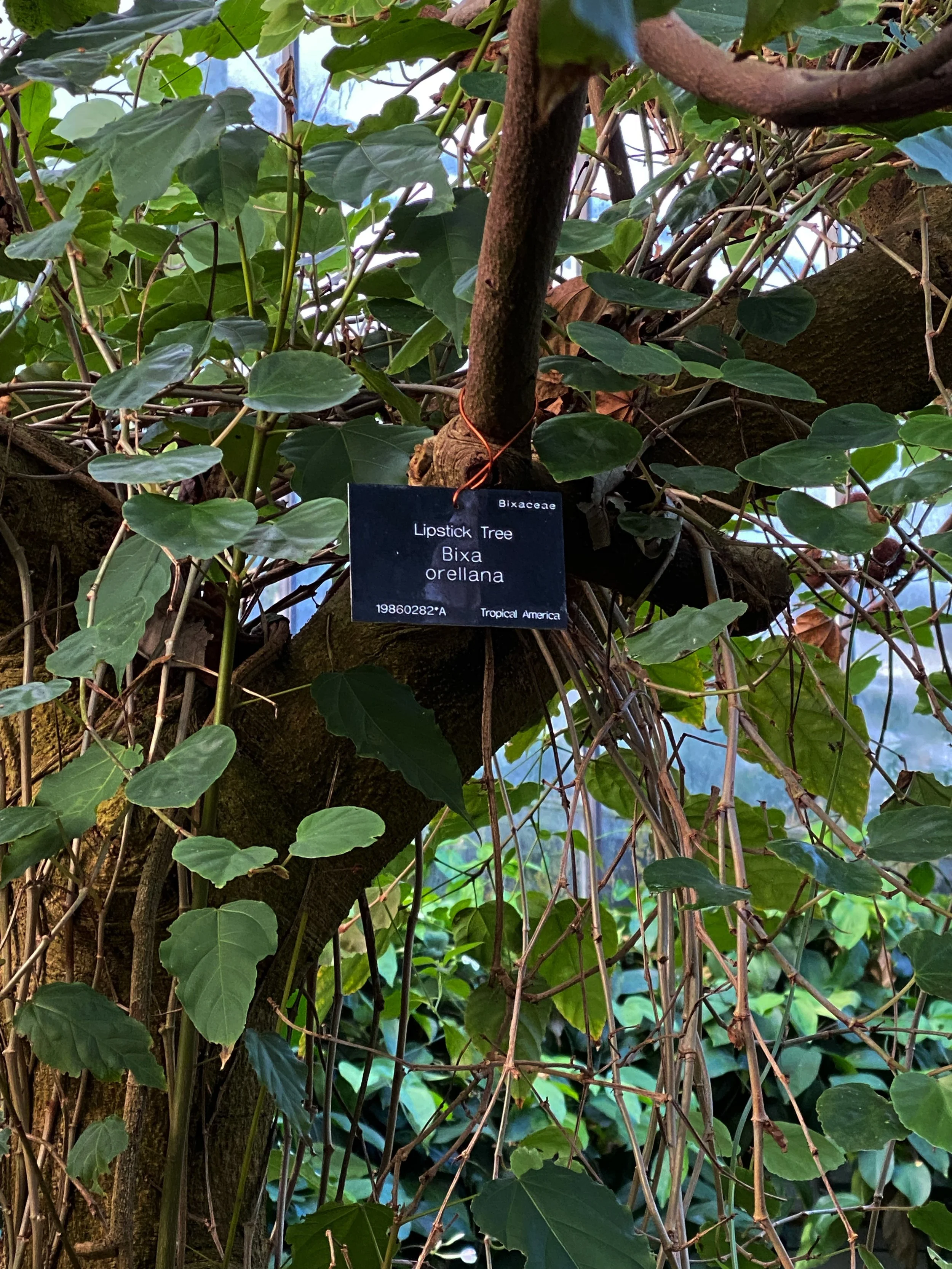 ©DésiréeCoral_2023_ BotanicalGardensUOD_3.jpg