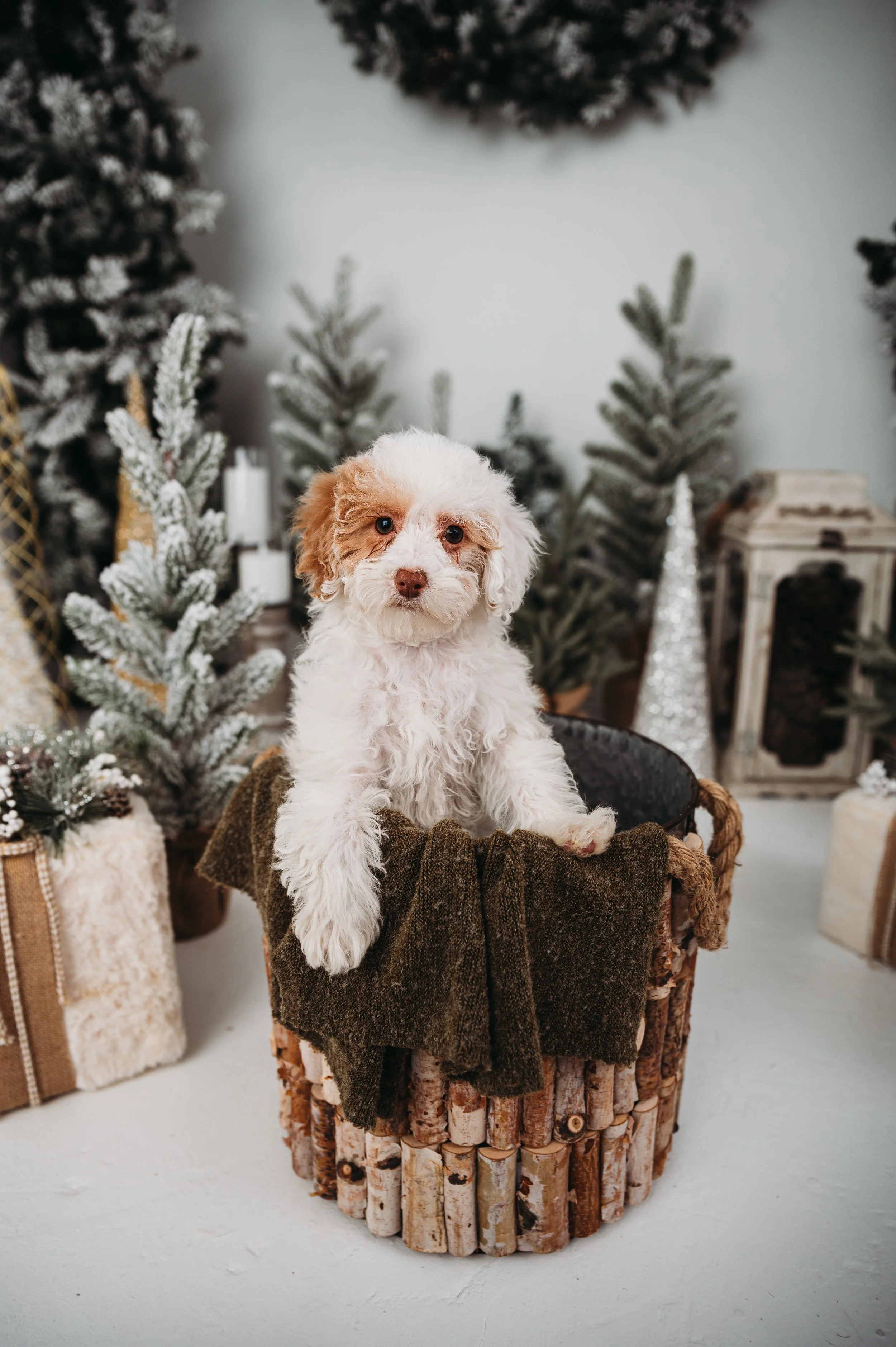 008 Puppies + Christmas.JPG