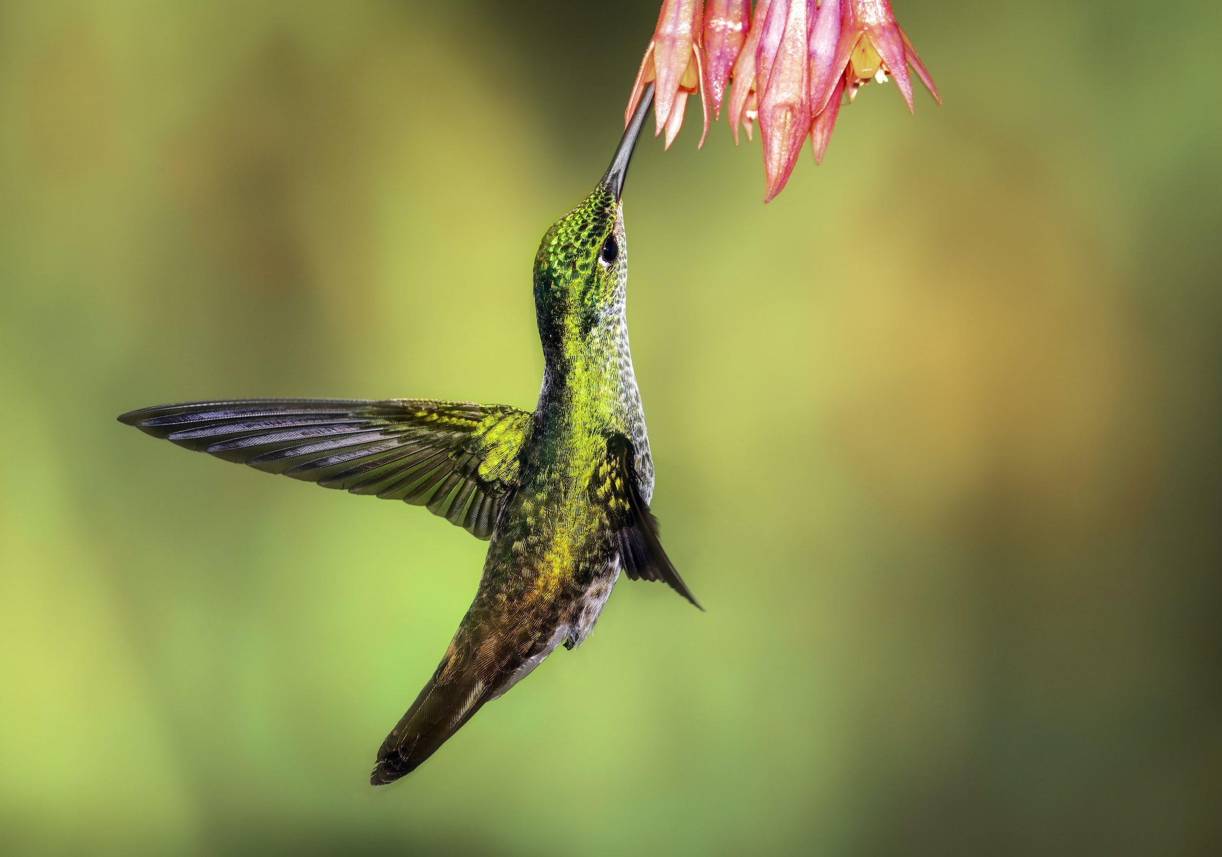 Hummingbird Tattoo Meaning, Symbolism, Significance and Inspiration