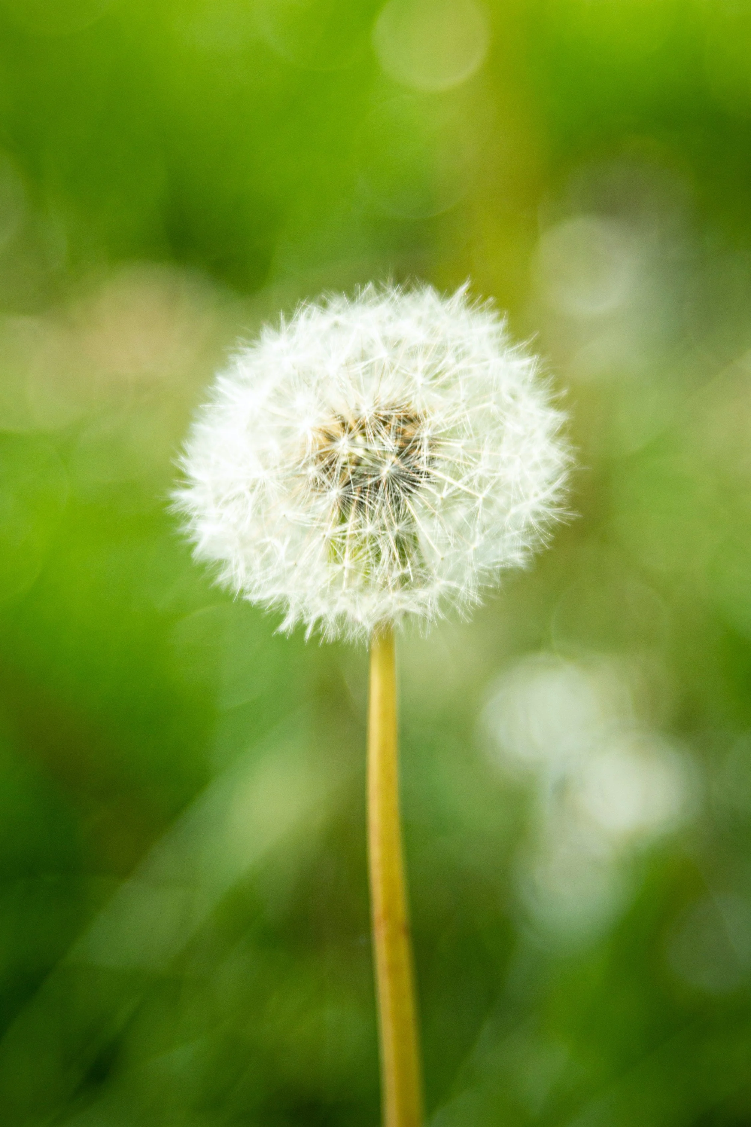 Dandelion Explained Infoupdate
