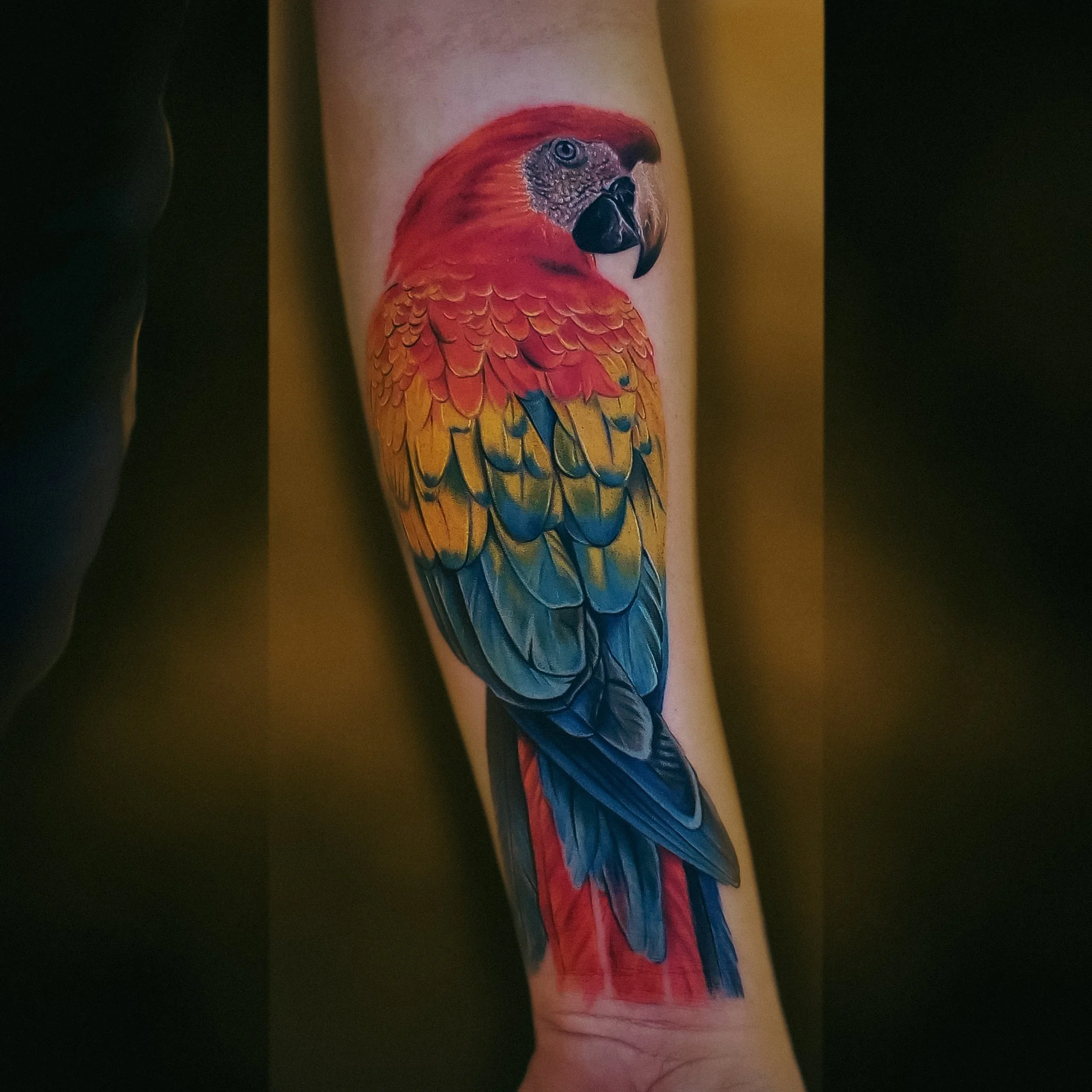 Color Realsim Red Parrot .JPG
