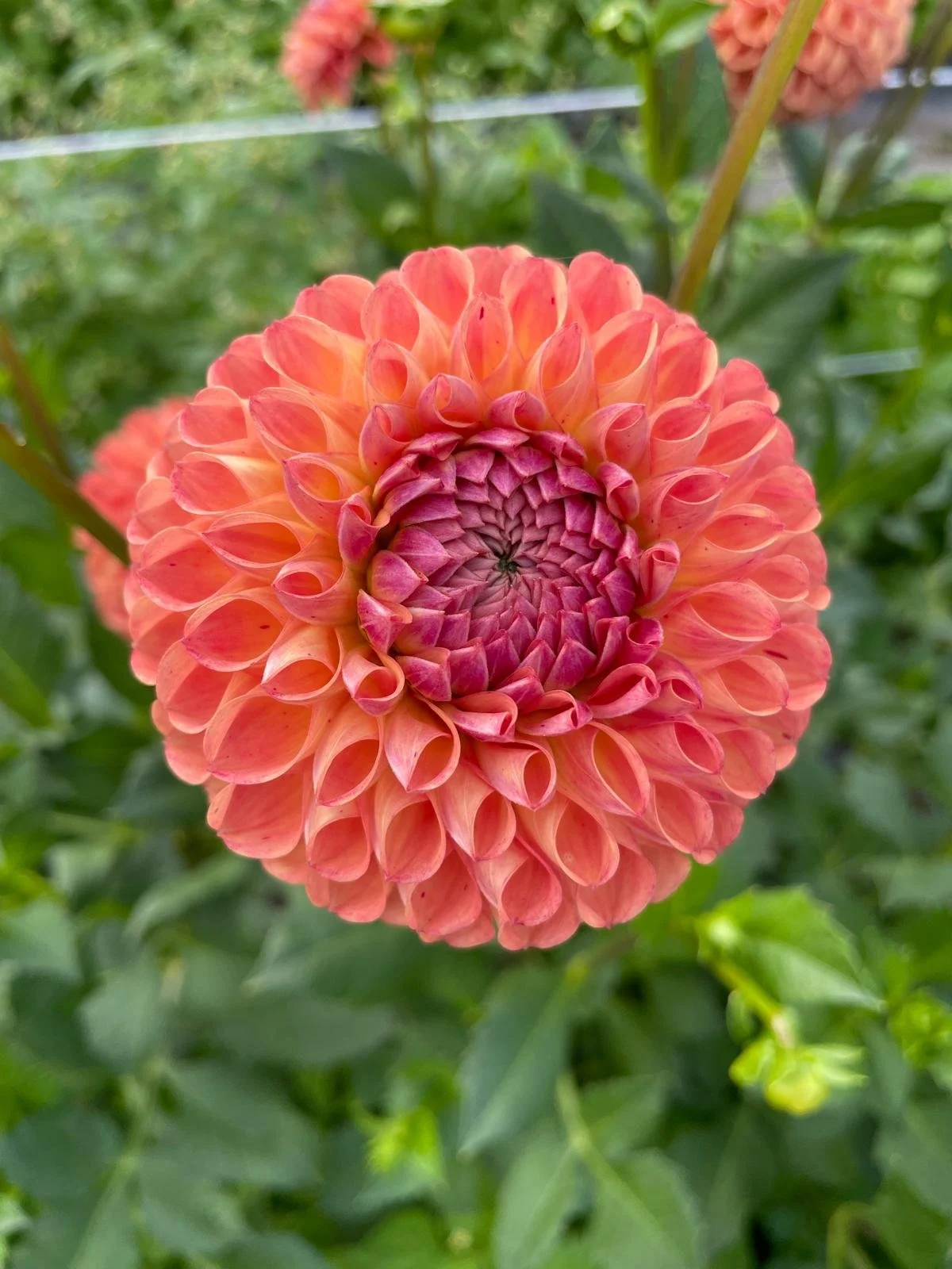 WhatsApp Image 2026-03-16 at 18.52.25 (1).jpeg