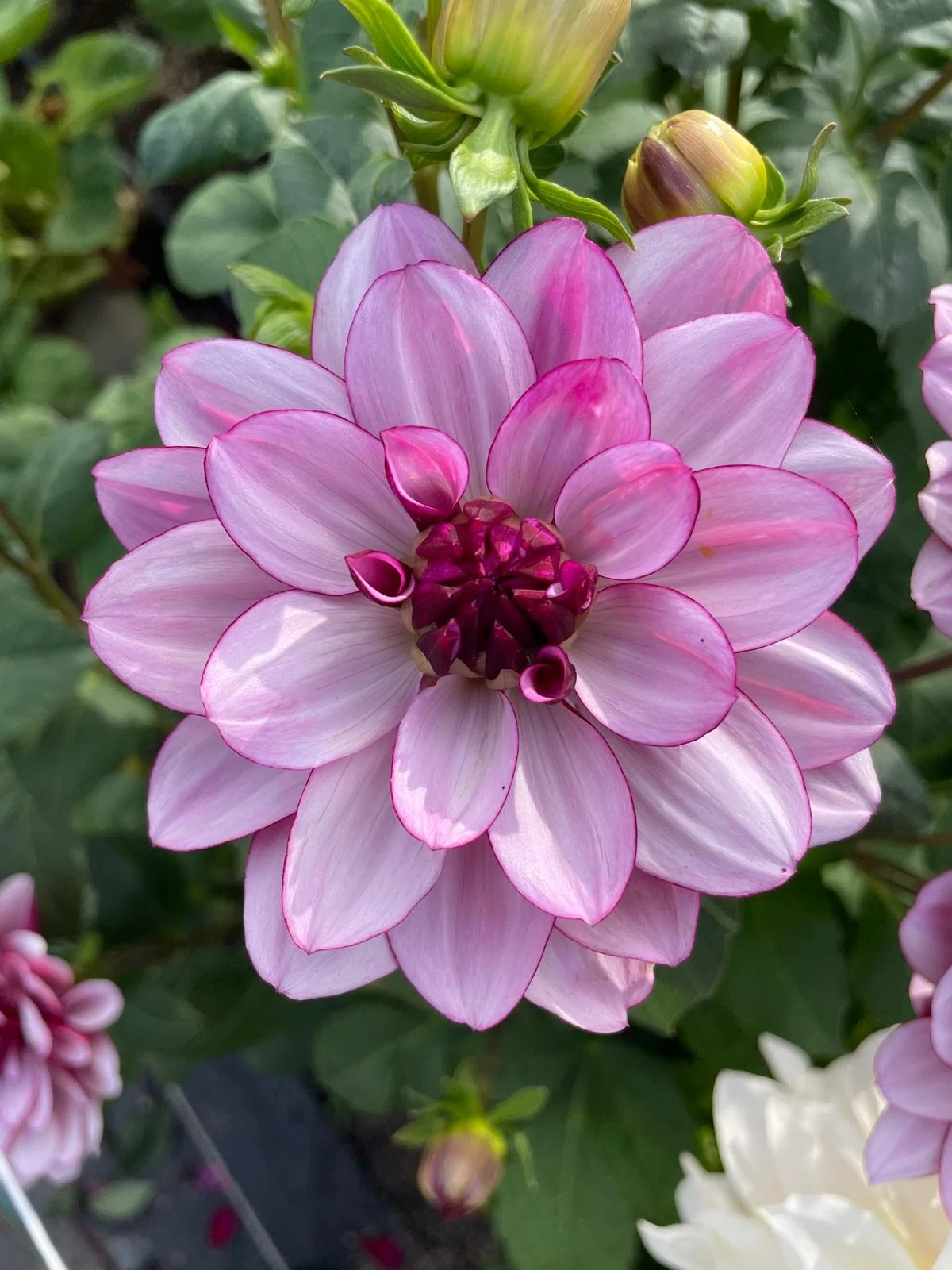 WhatsApp Image 2026-03-16 at 18.52.25 (5).jpeg