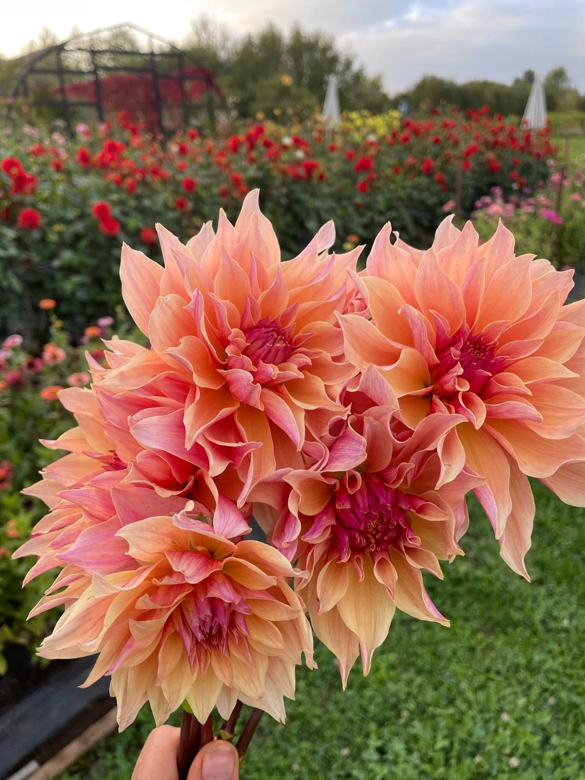 WhatsApp Image 2026-03-16 at 20.02.25.jpeg