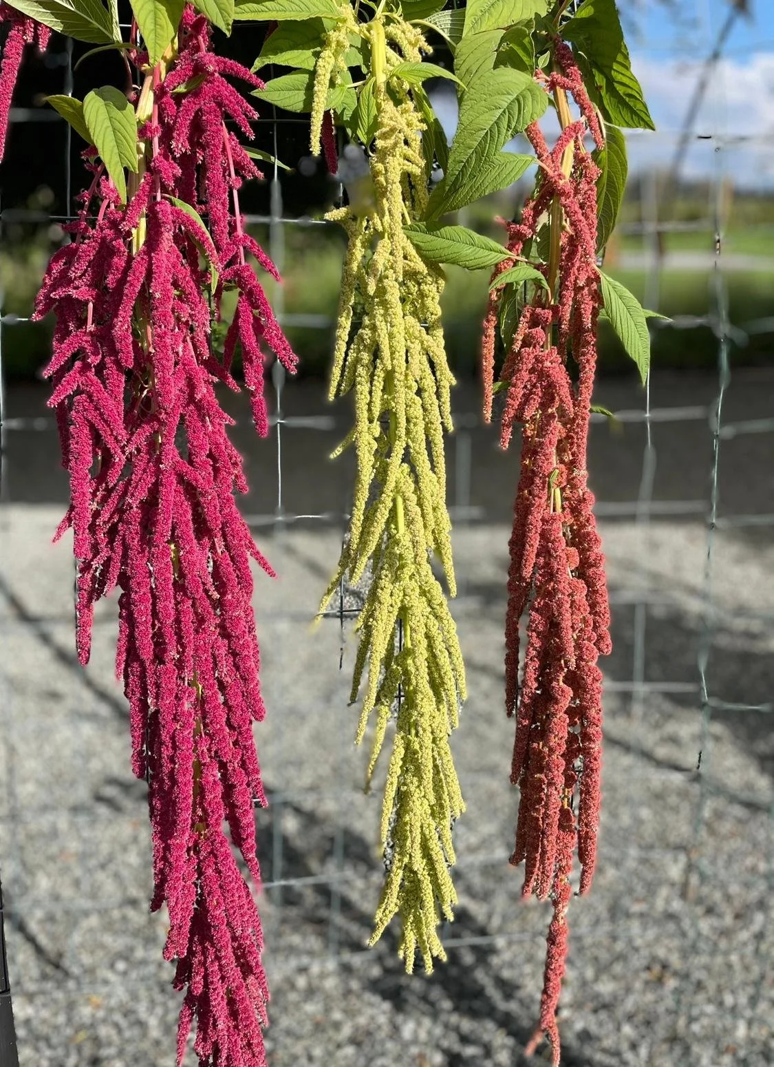 WhatsApp Image 2026-03-16 at 18.44.40 (3).jpeg