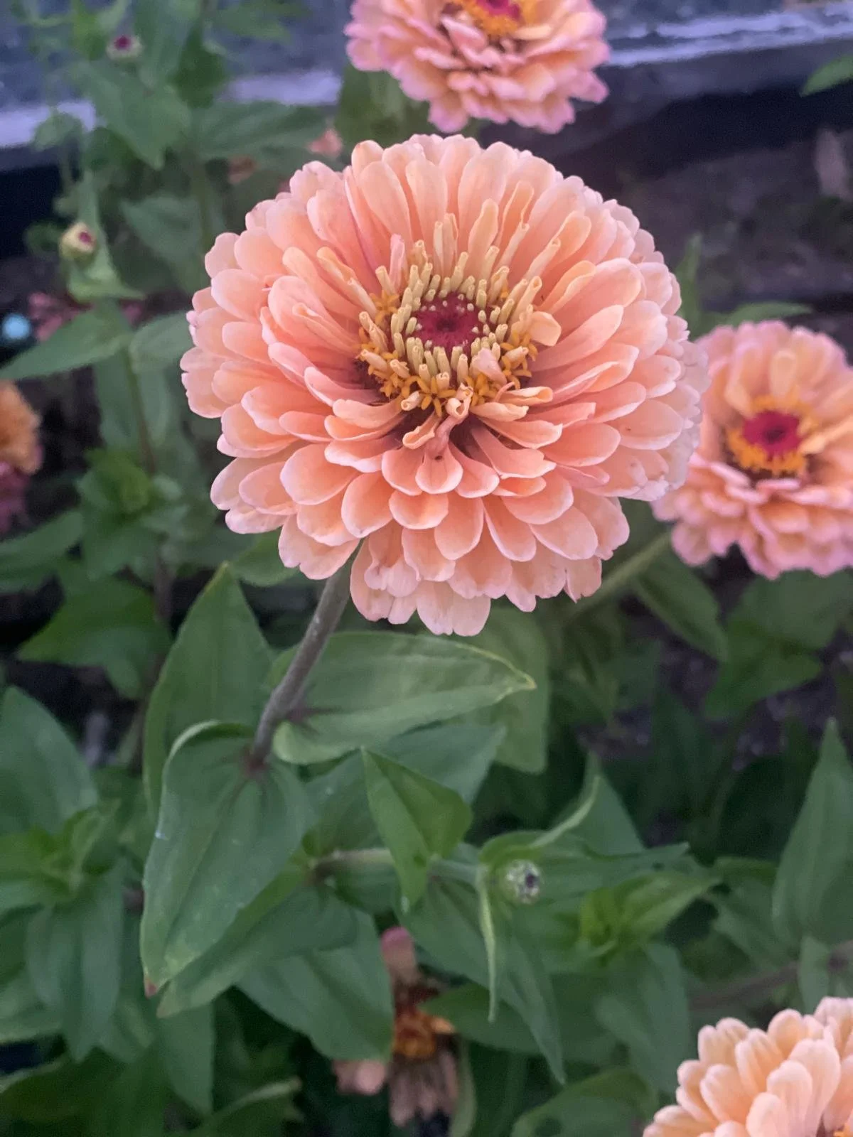 WhatsApp Image 2026-03-16 at 18.44.40 (5).jpeg