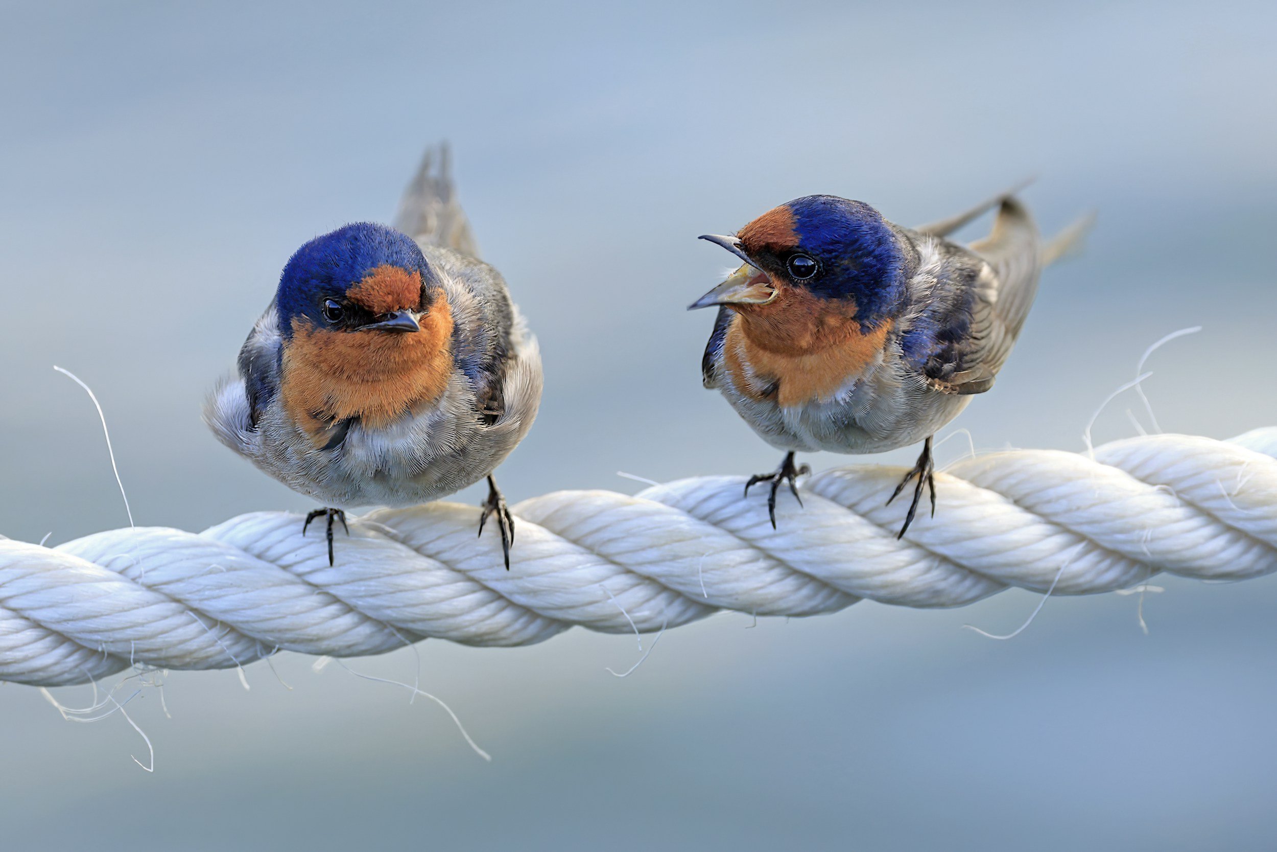 two birds on a rope one with beak open appearing to be communicating to the other