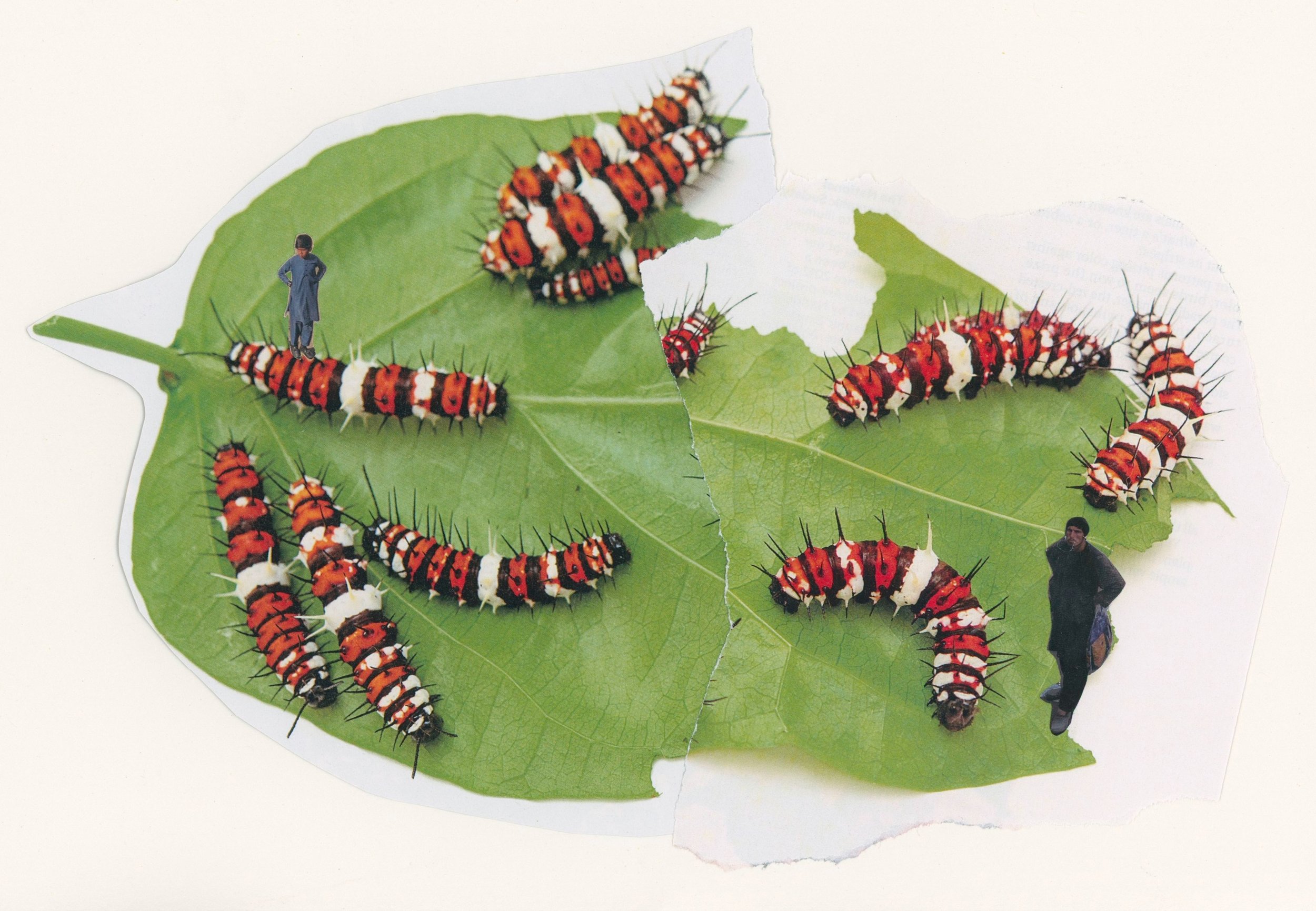 leaf hang / analog collage (2022)