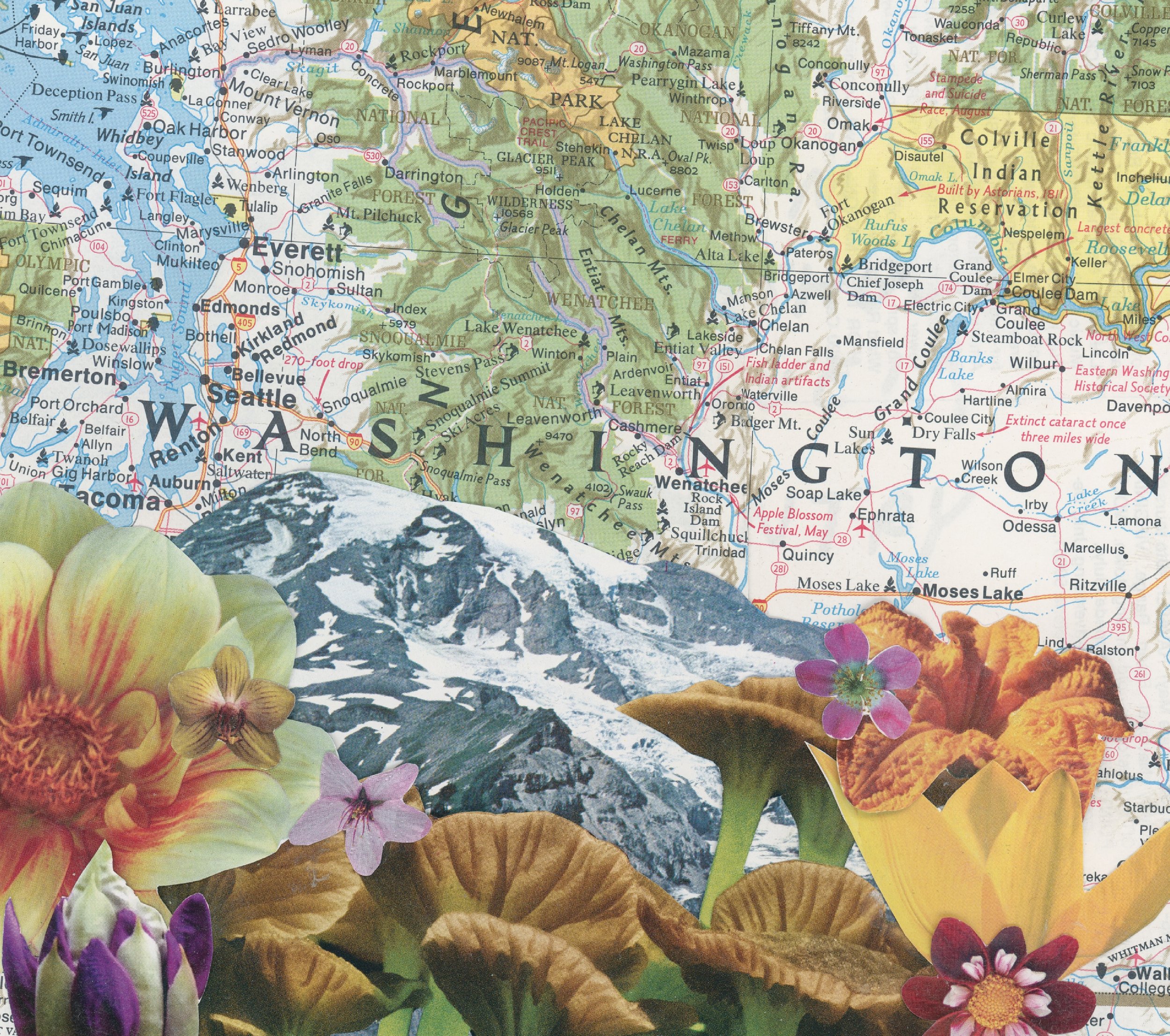 washington in bloom (2023) - mount rainier from a 1960s visitor guide, map published in 1972 by national geographic, various floral cutouts