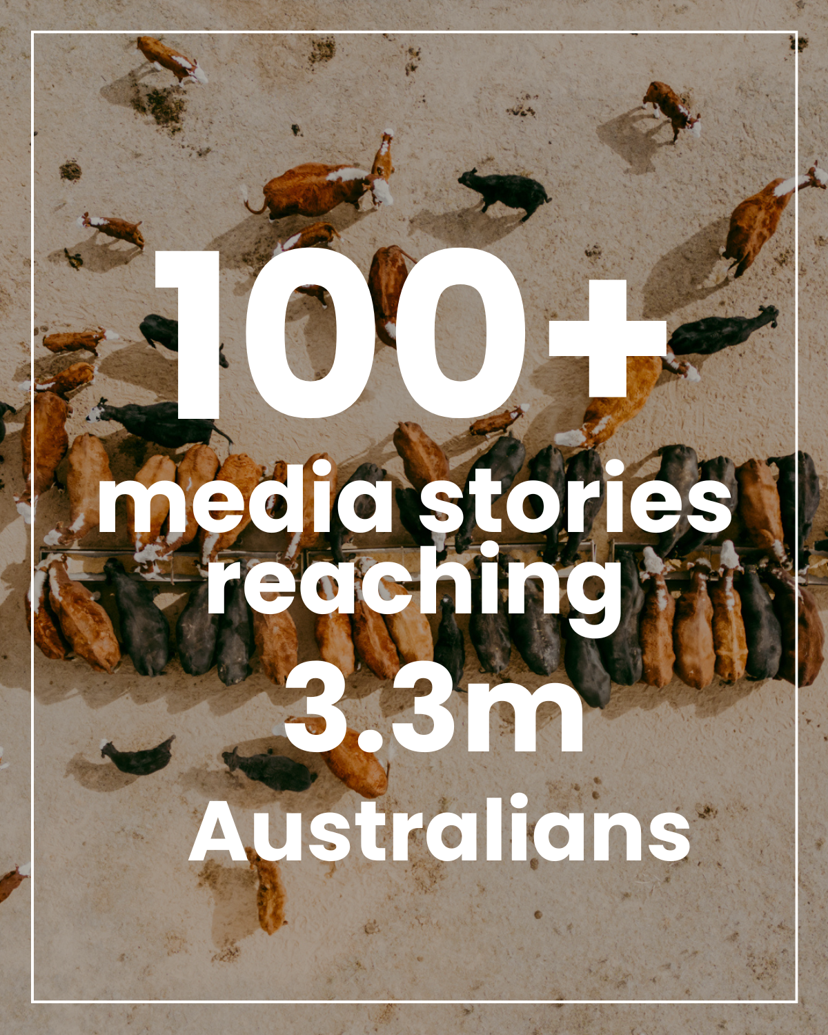 Sand dunes with a line of black and brown cows grazing, overlaid with text stating '100+ media stories reaching 3.3m Australians'.