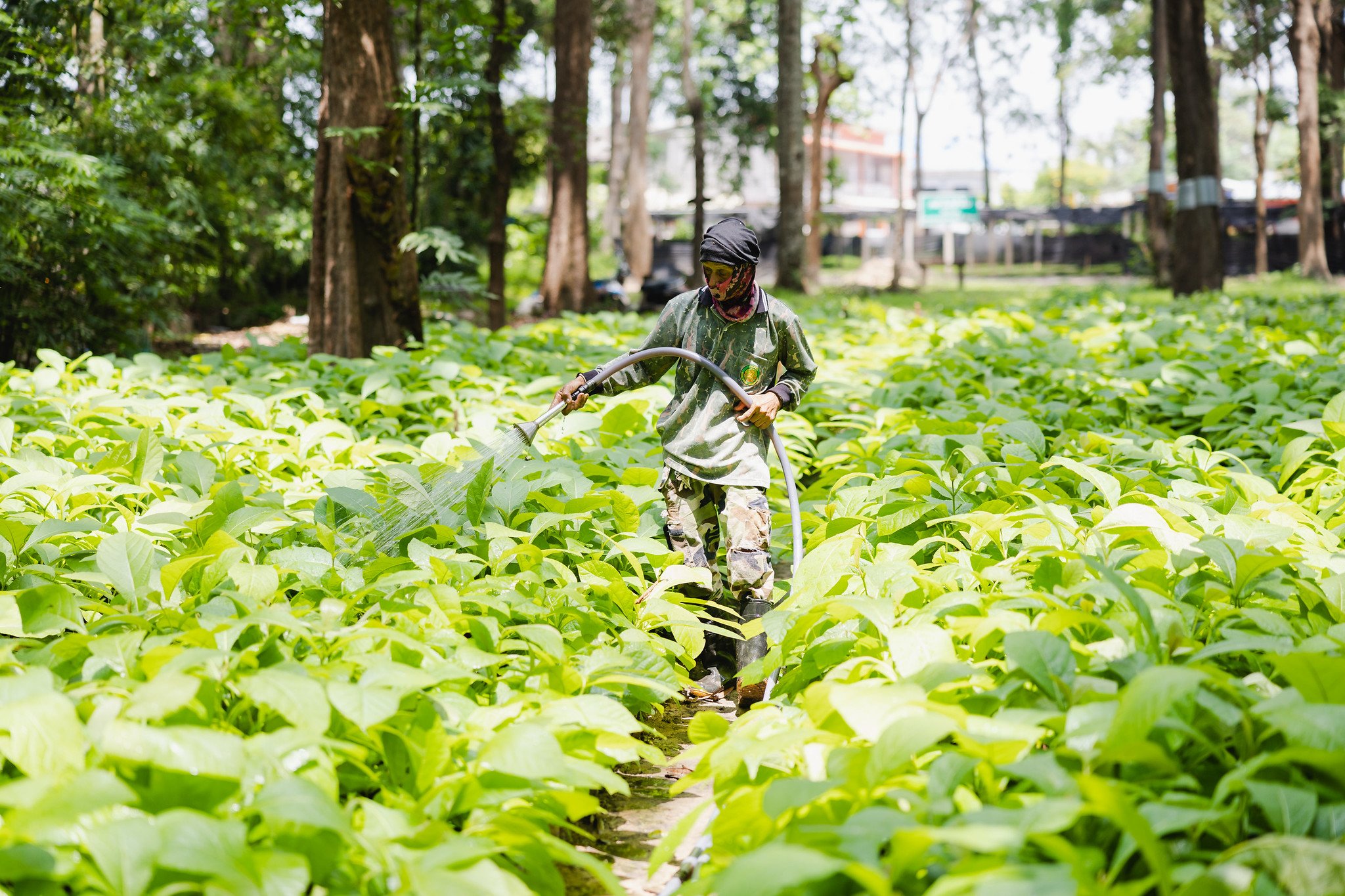 Near &amp; mid-term opportunities for agrifood innovation in Southeast Asia