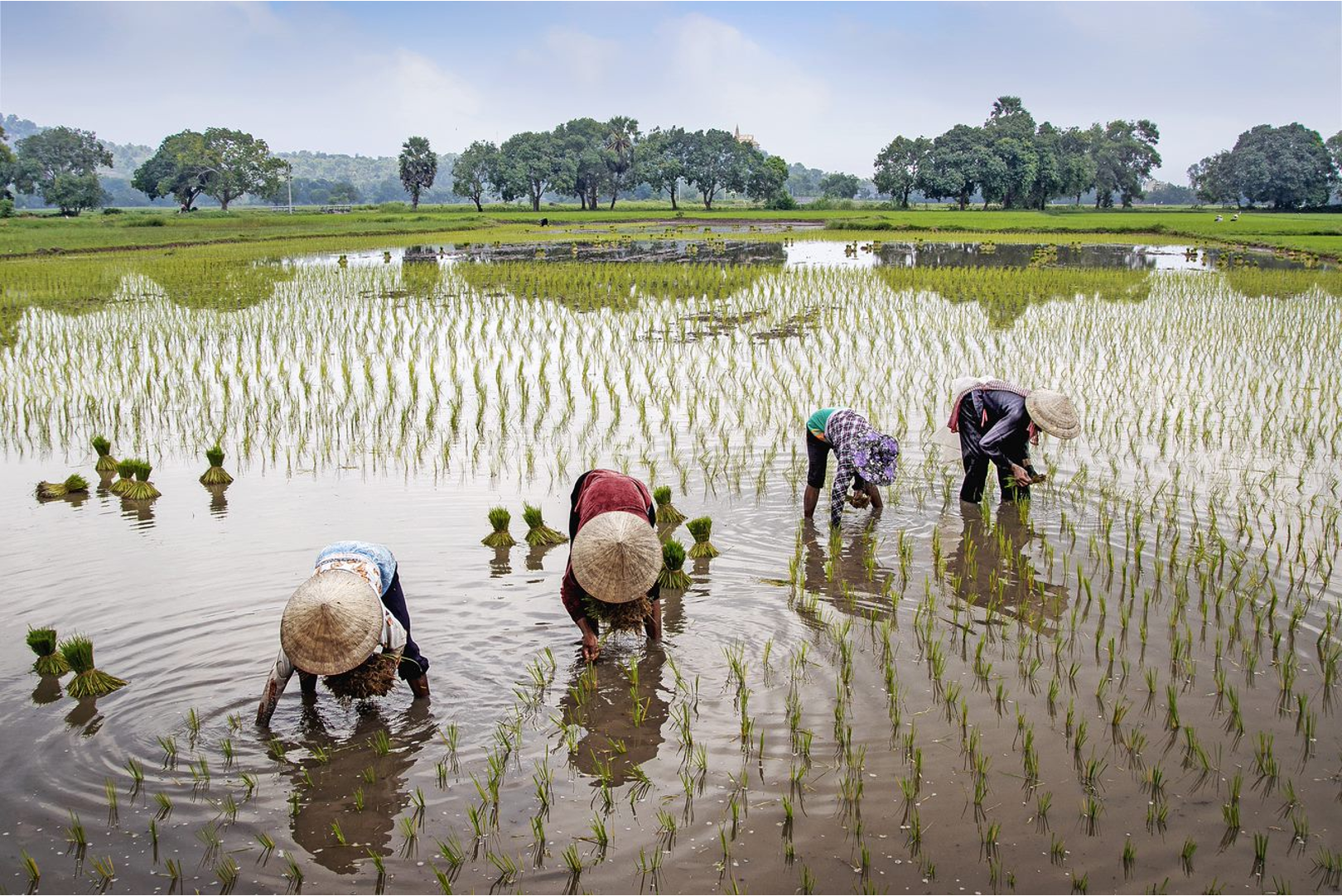 Premiumisation opportunities in Southeast Asian agricultural commodities