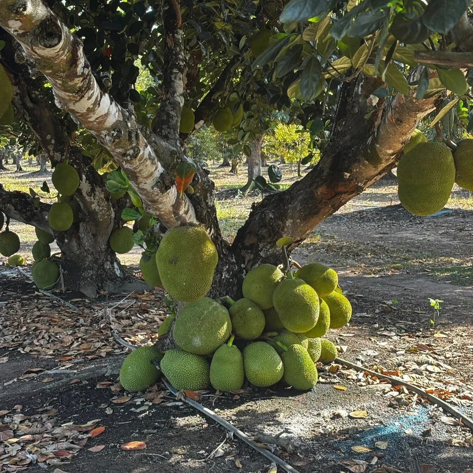 Lessons in resilience from the Top End