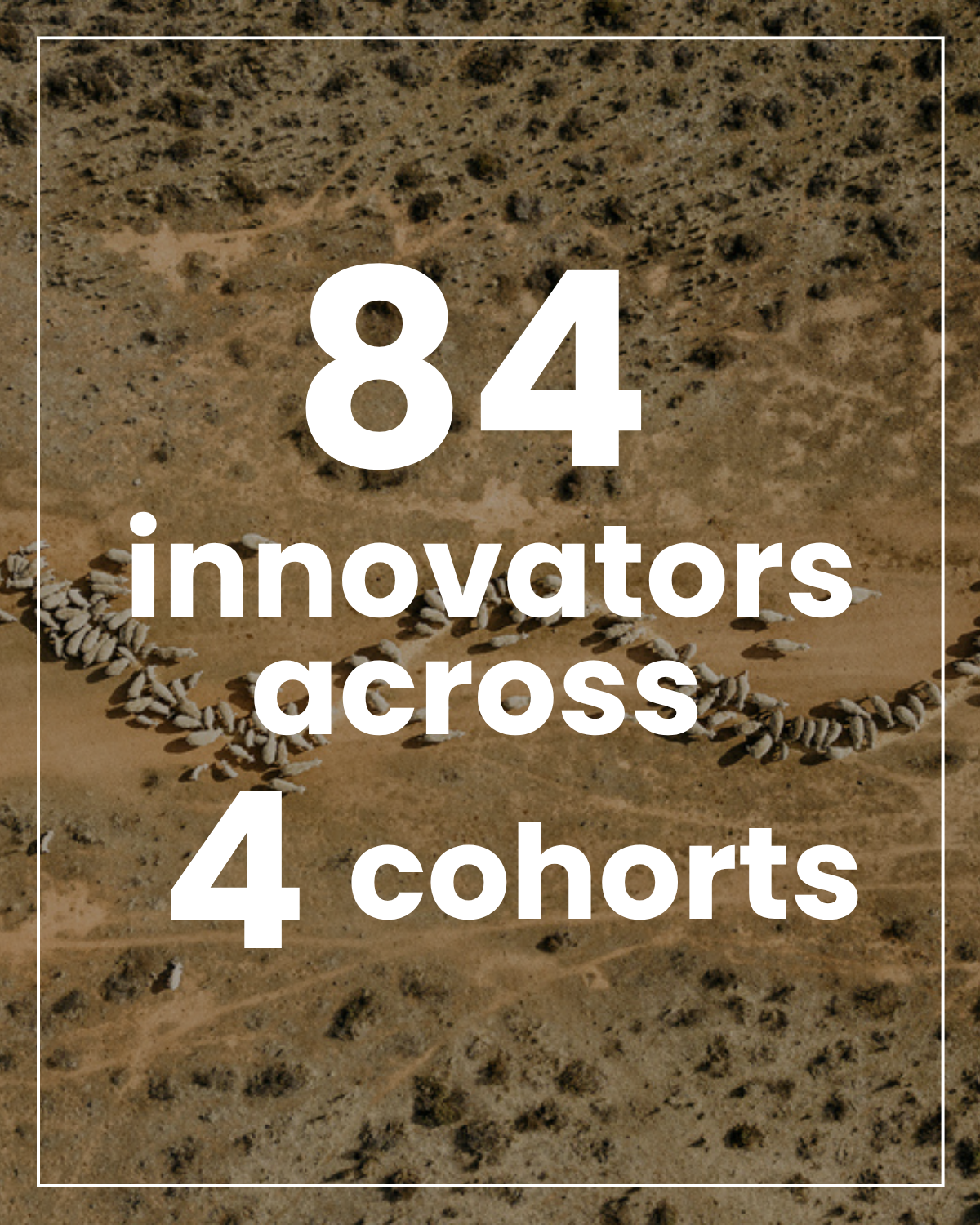A desert landscape with numerous small rocks arranged in patterns. White text overlay states: '84 innovators across 4 cohorts'.