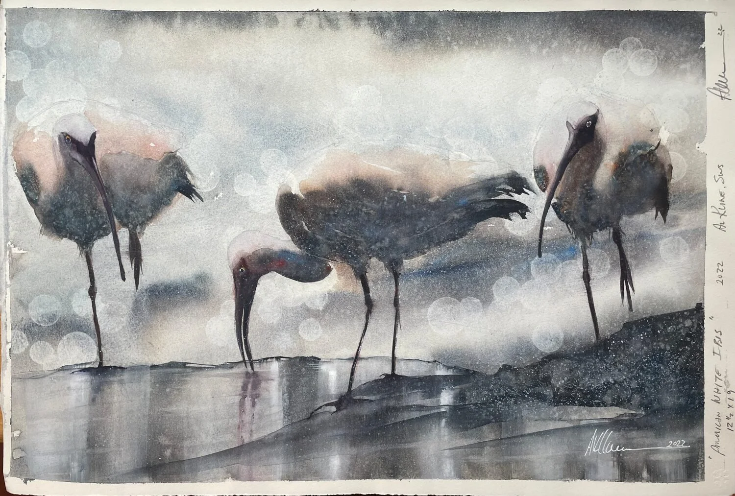  American White Ibis  — Al Kline — watercolor — 15 x 22 inches