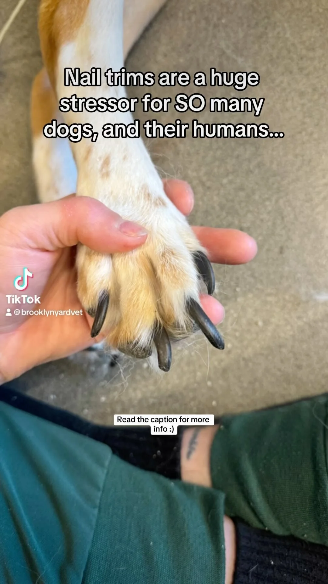 Brooklyn Yard Veterinary Hospital