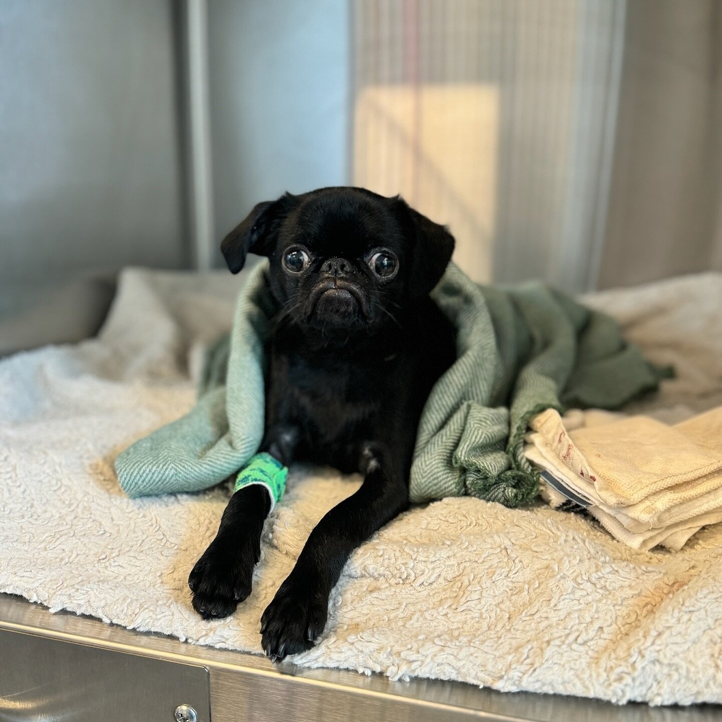 Brooklyn Yard Veterinary Hospital