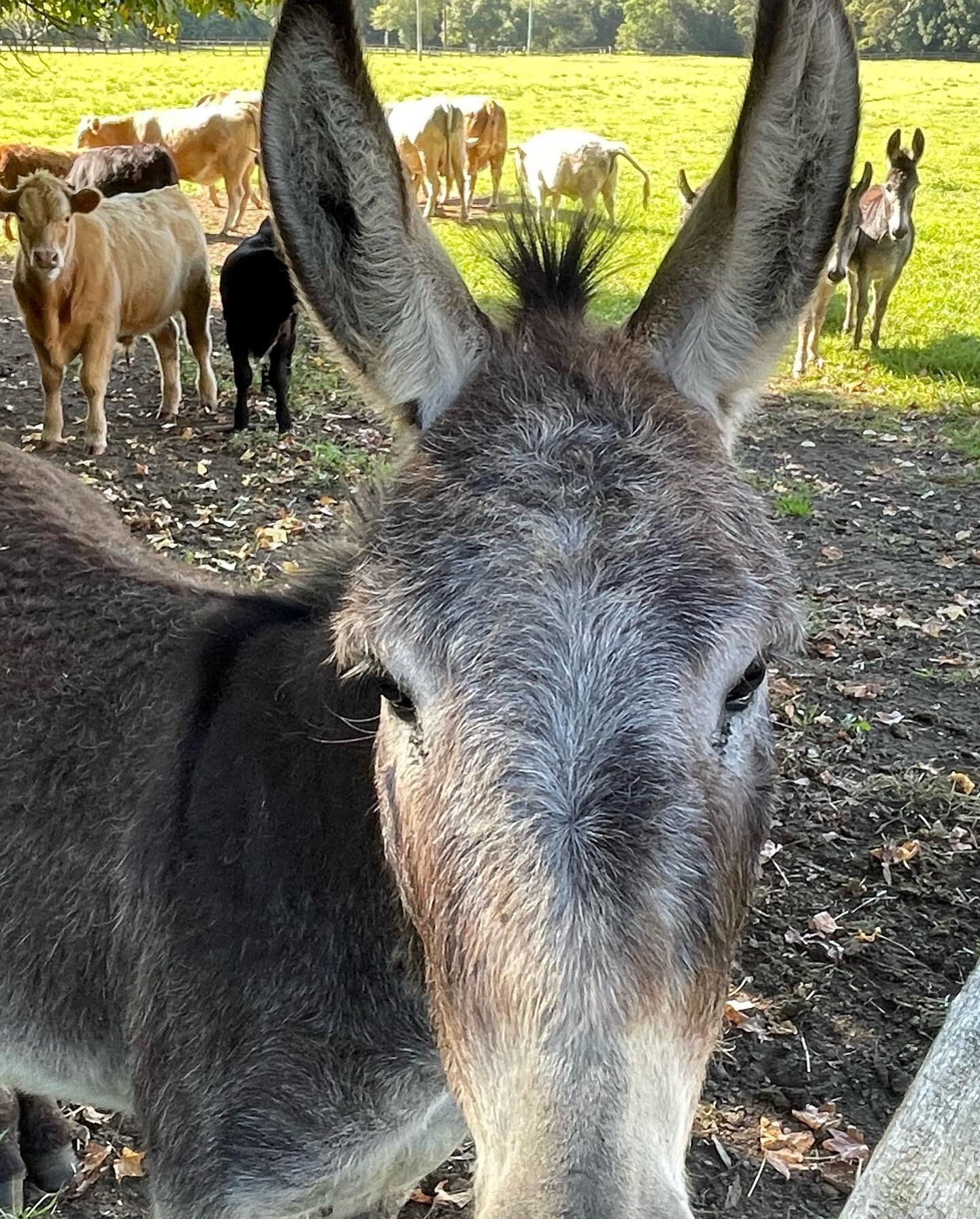 Amber Lane open day today! Noon until 4pm. Come and try some fantastic whisky in the Yarramalong Valley. Hughie the donkey is keen to say hello! #no2sleighbells #apera87