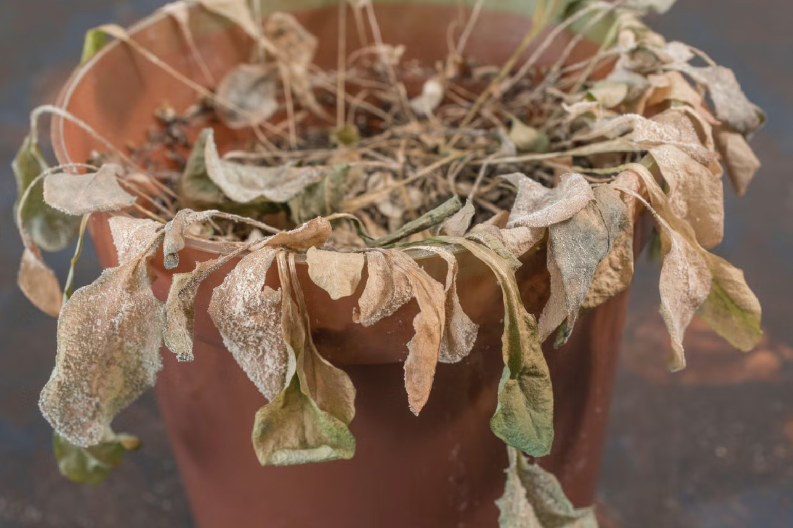Watering Dead Plants