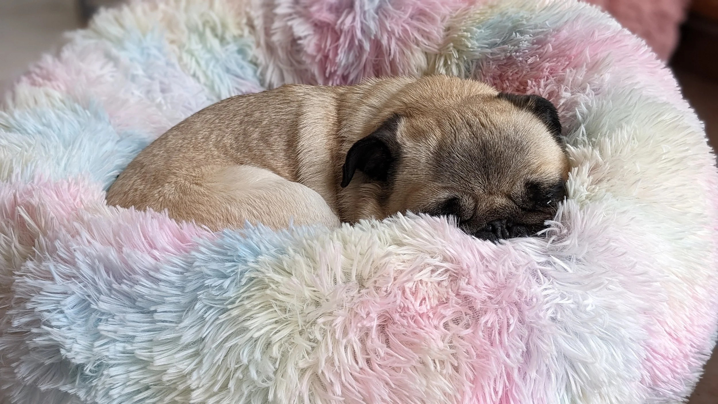 The Power of Enforced Naps: Helping Your Puppy Learn to Rest