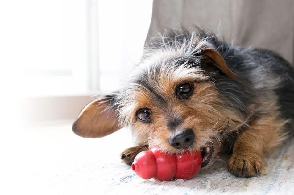 5 tips on how to get the most out of your dogs KONG toy — MyHappy.dog